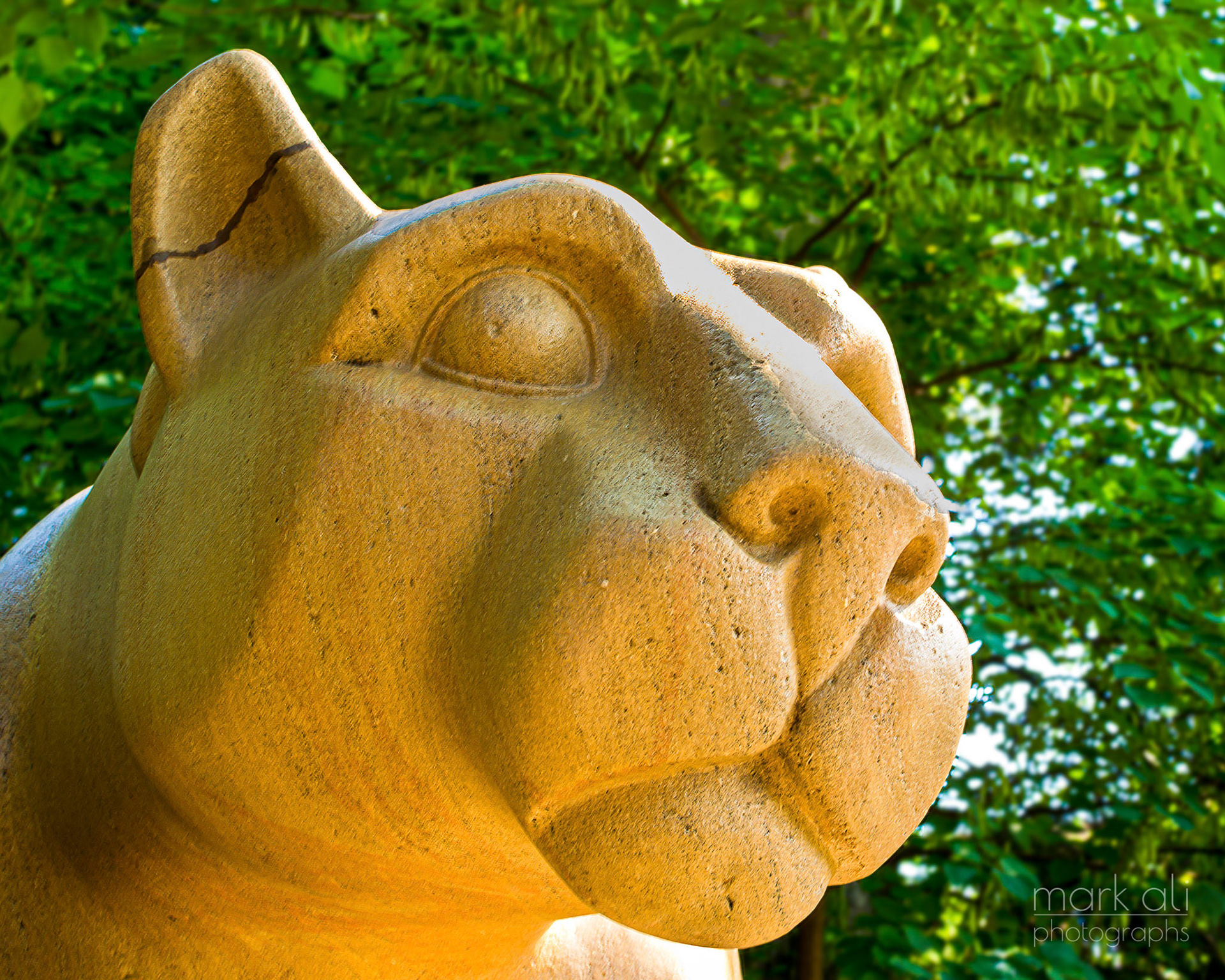 "The Nittany Lion - Close-Up"