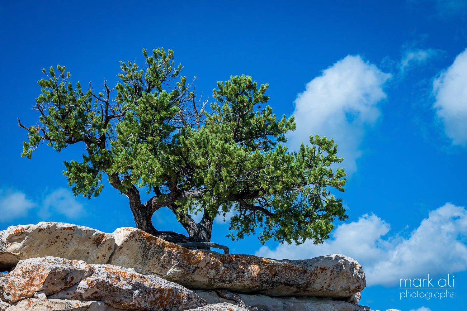 "Tree Atop the Canyon"