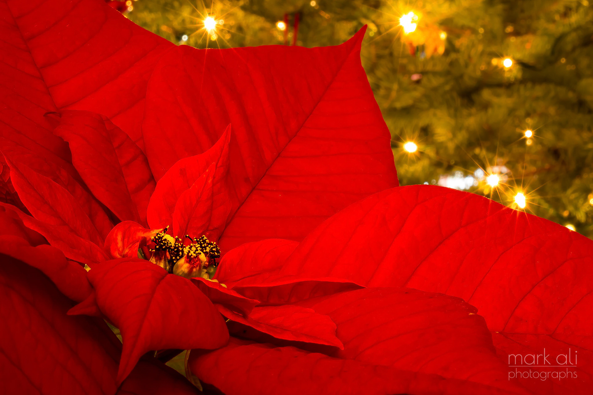 "Christmas Poinsettia"