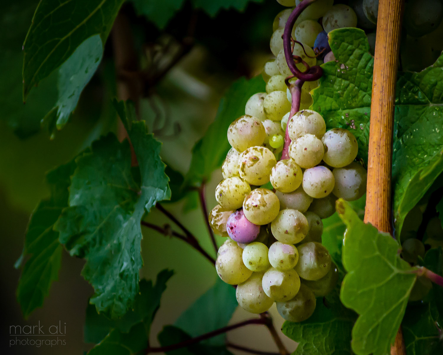 "Fruit of the Finger Lakes"