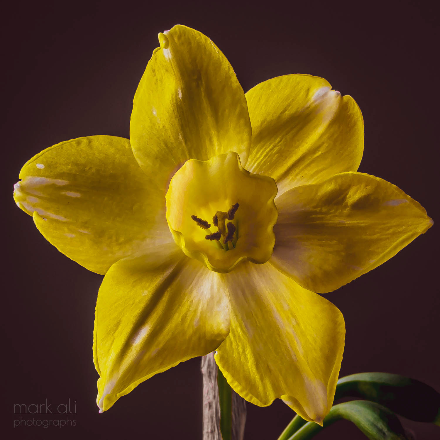 A yellow daffodil, facing the camera.