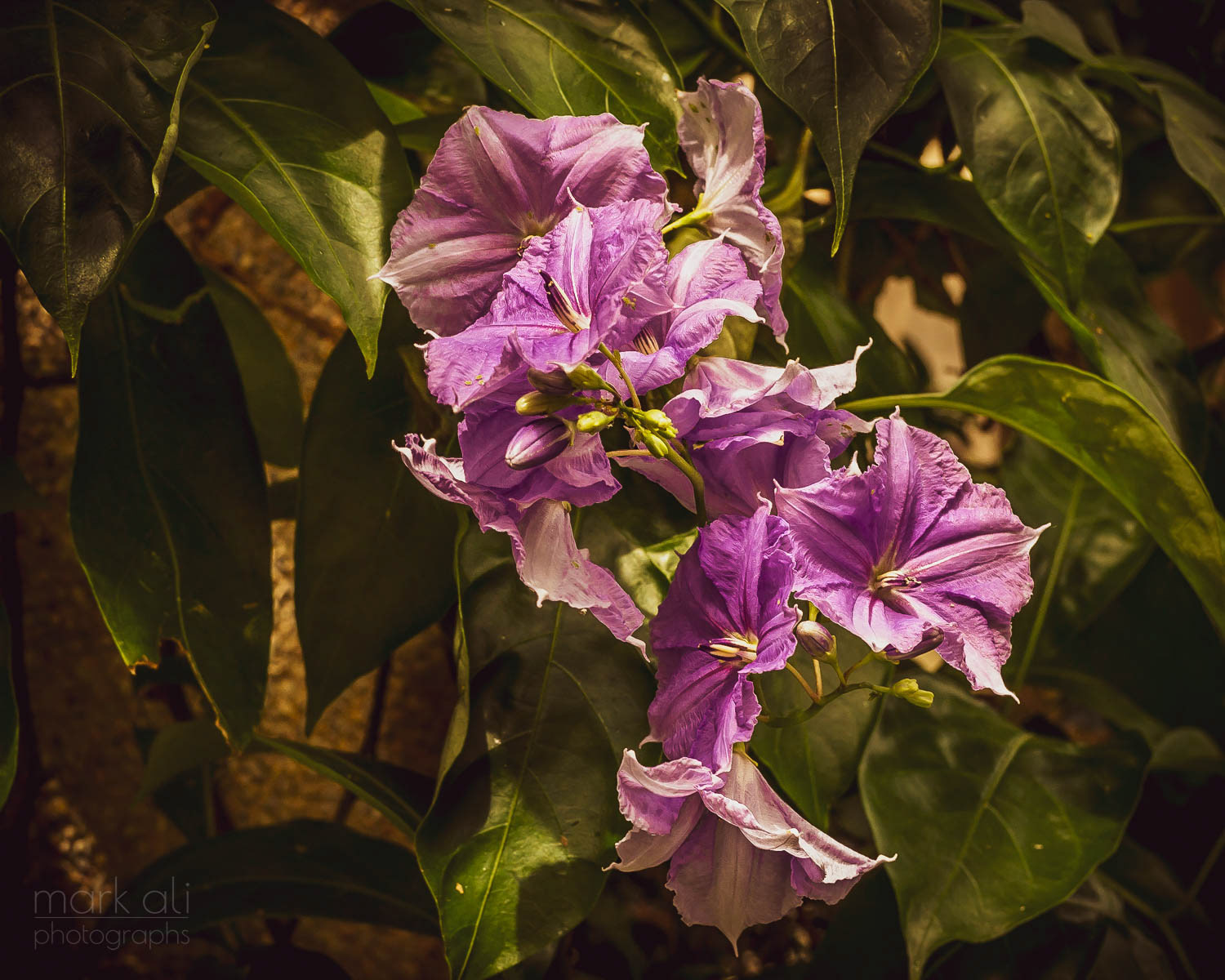 Purple flowers in front of a background of green leaves.