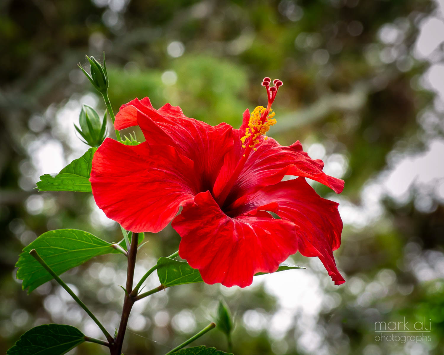 A red hibiscus shot from a low angle, with a background of blurred green tree leaves.