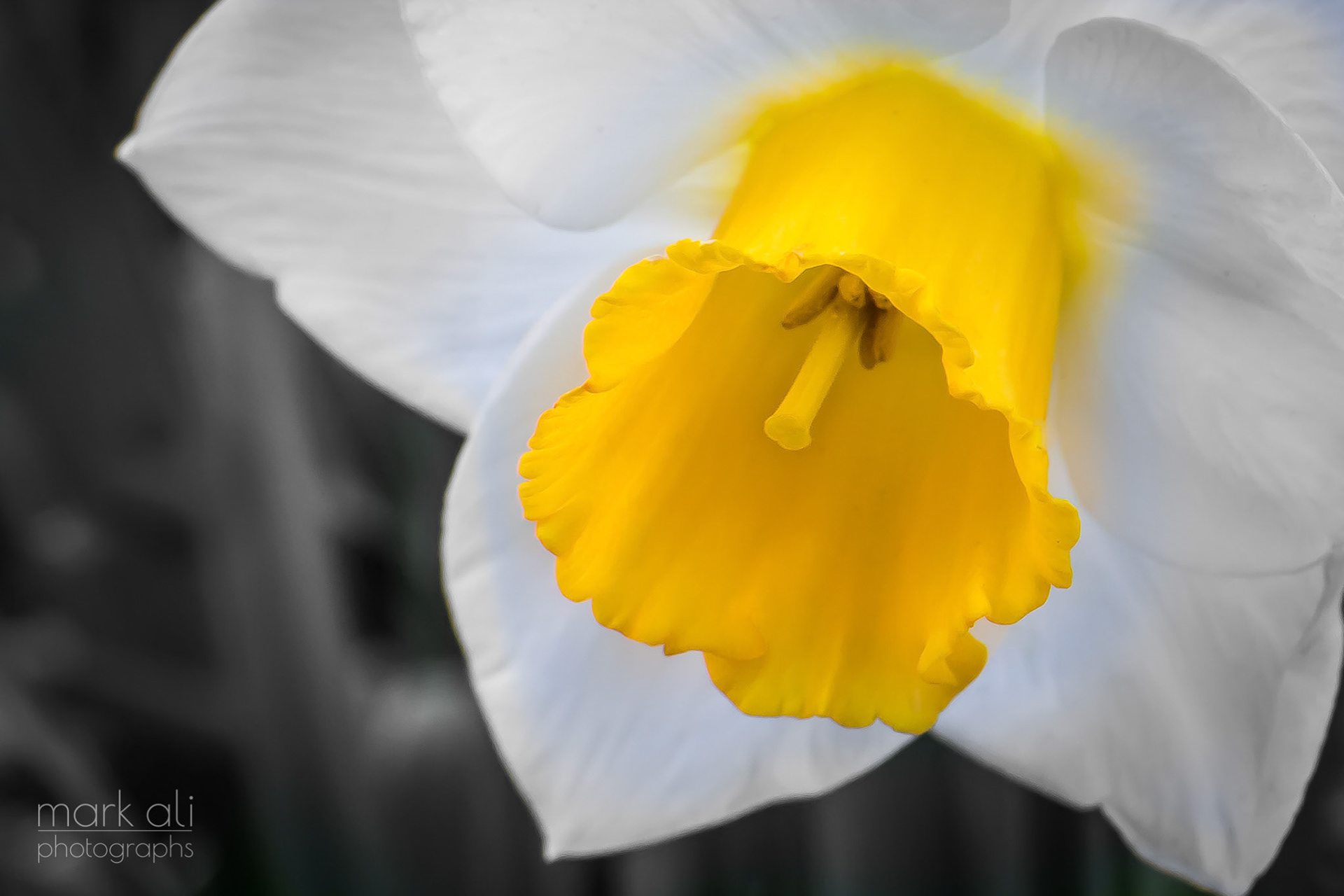 "Daffodil Close-Up"