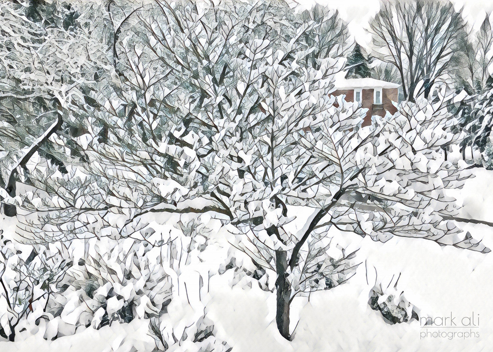 "Dogwood in Winter"