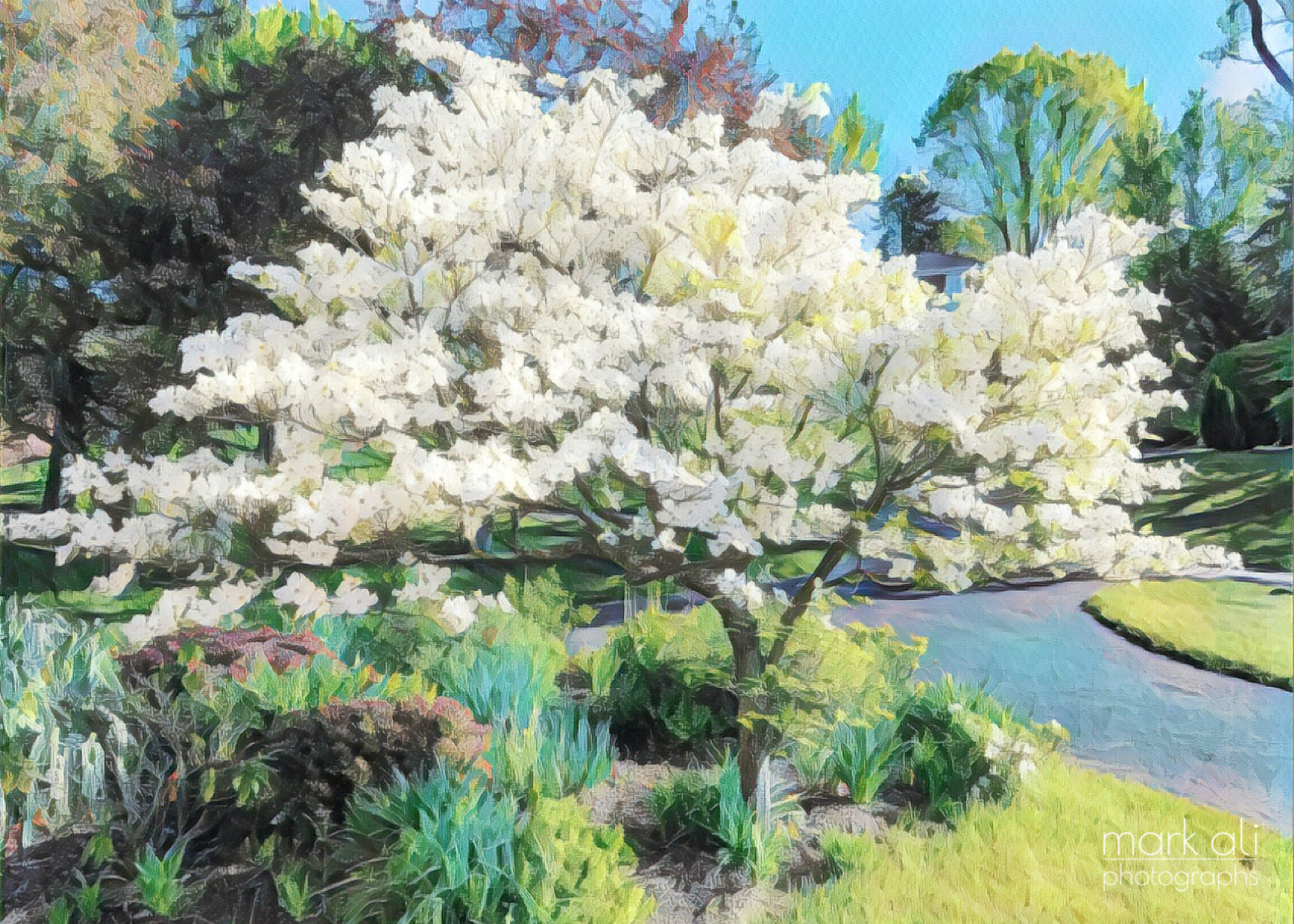 "Dogwood in Spring"