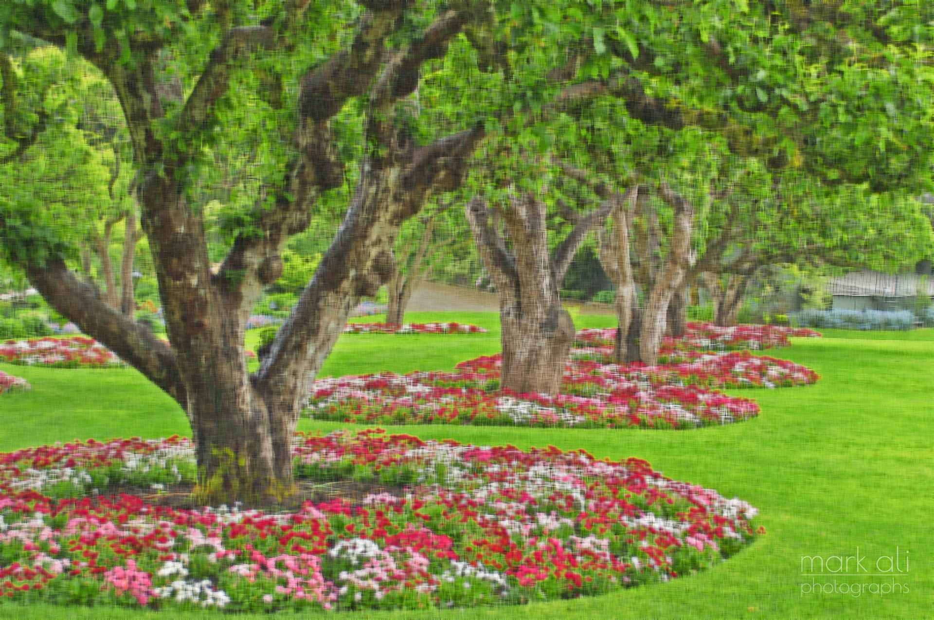 "Trees With Flowers"