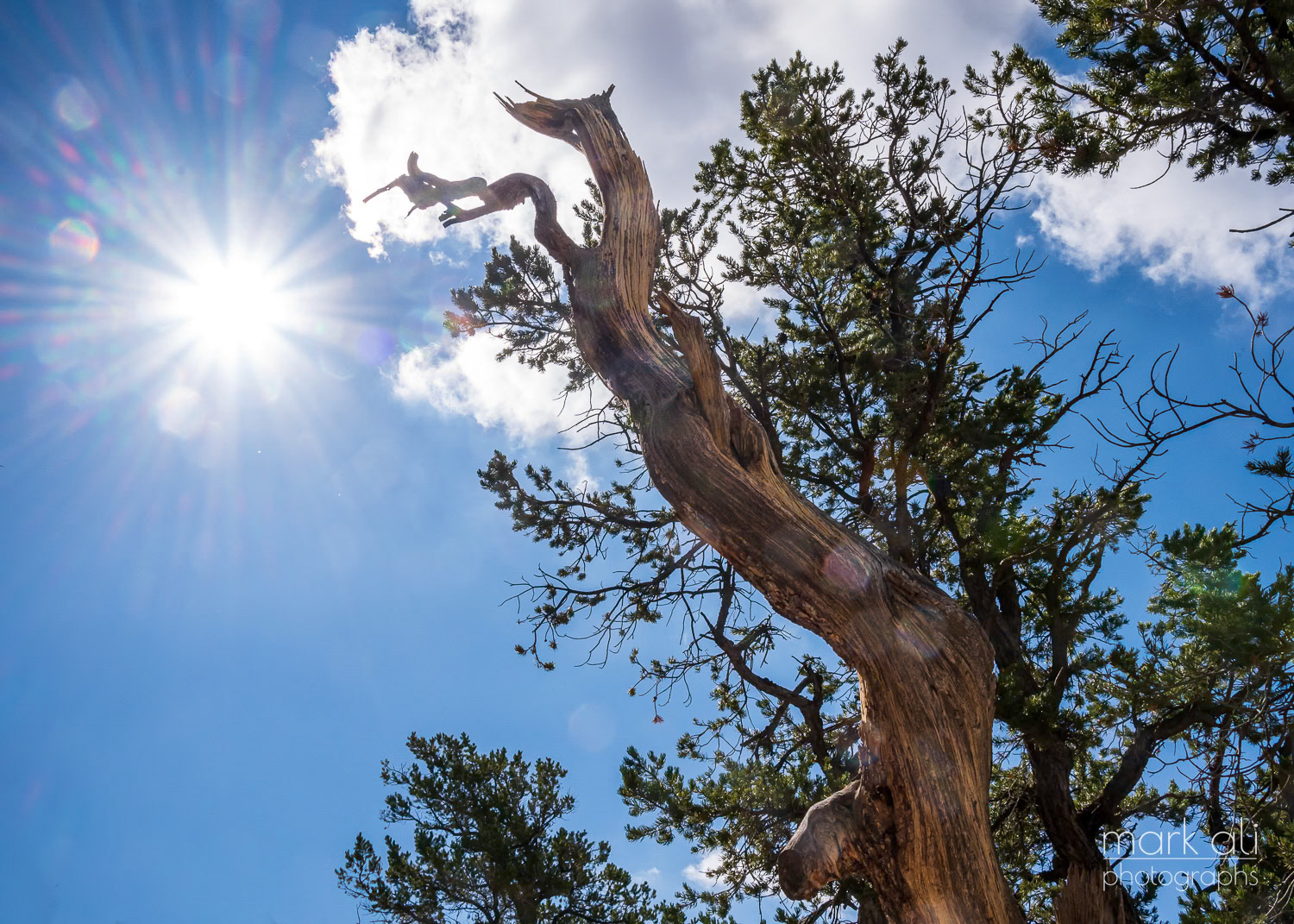 "Grand Canyon Tree"