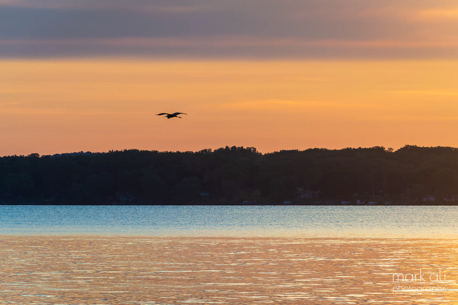 A lone bird flies over a lake and across an early morning sky.