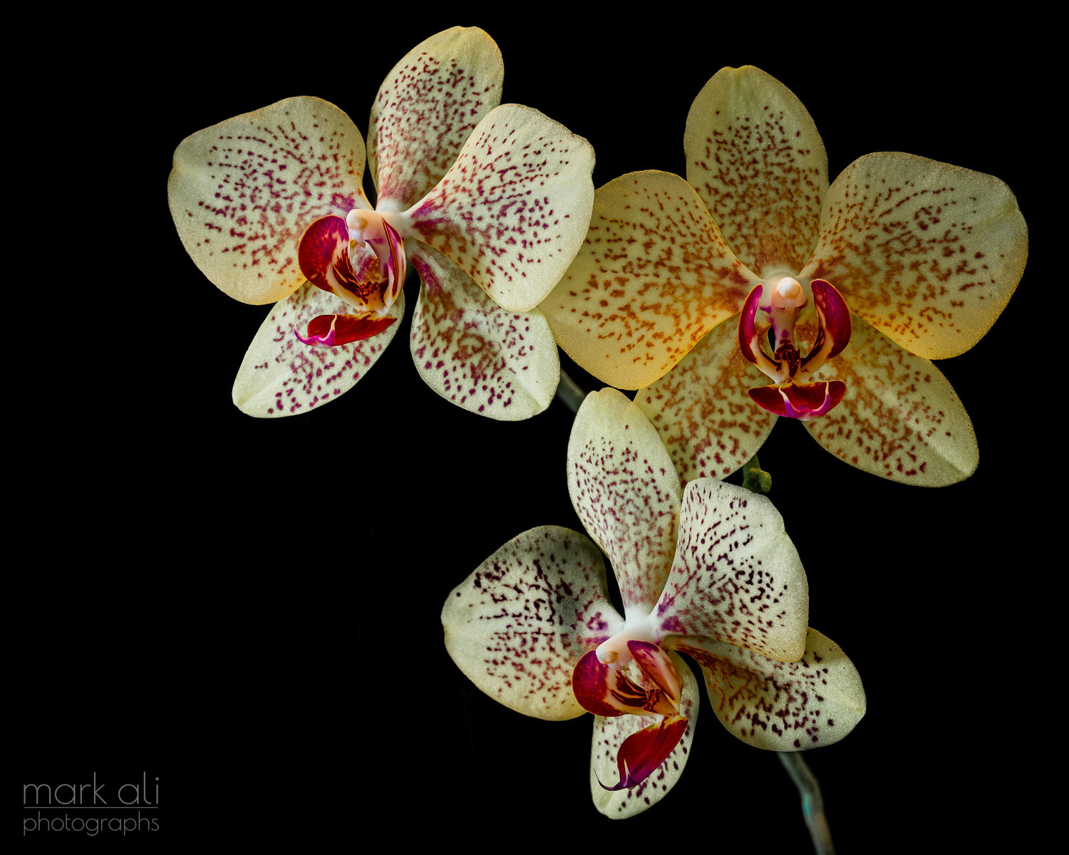 "Freckled Orchid"