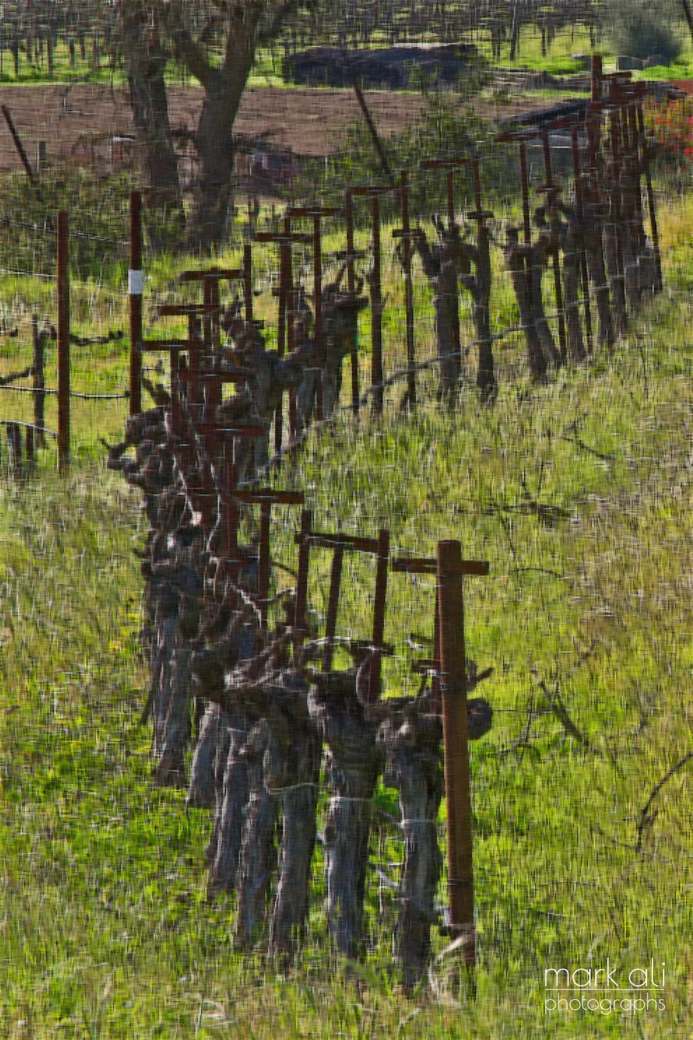 "Hillside Vines #1"