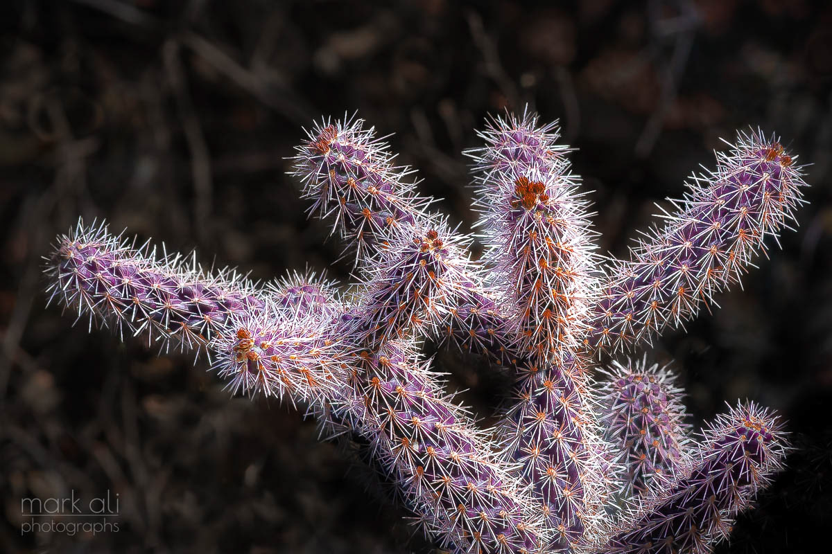 A prickly purple cactus from Arizona