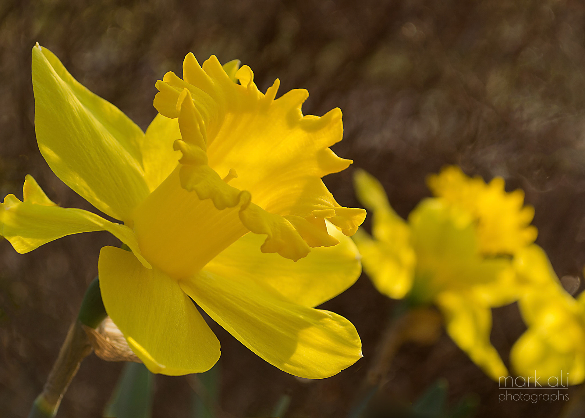 "Daffodils"