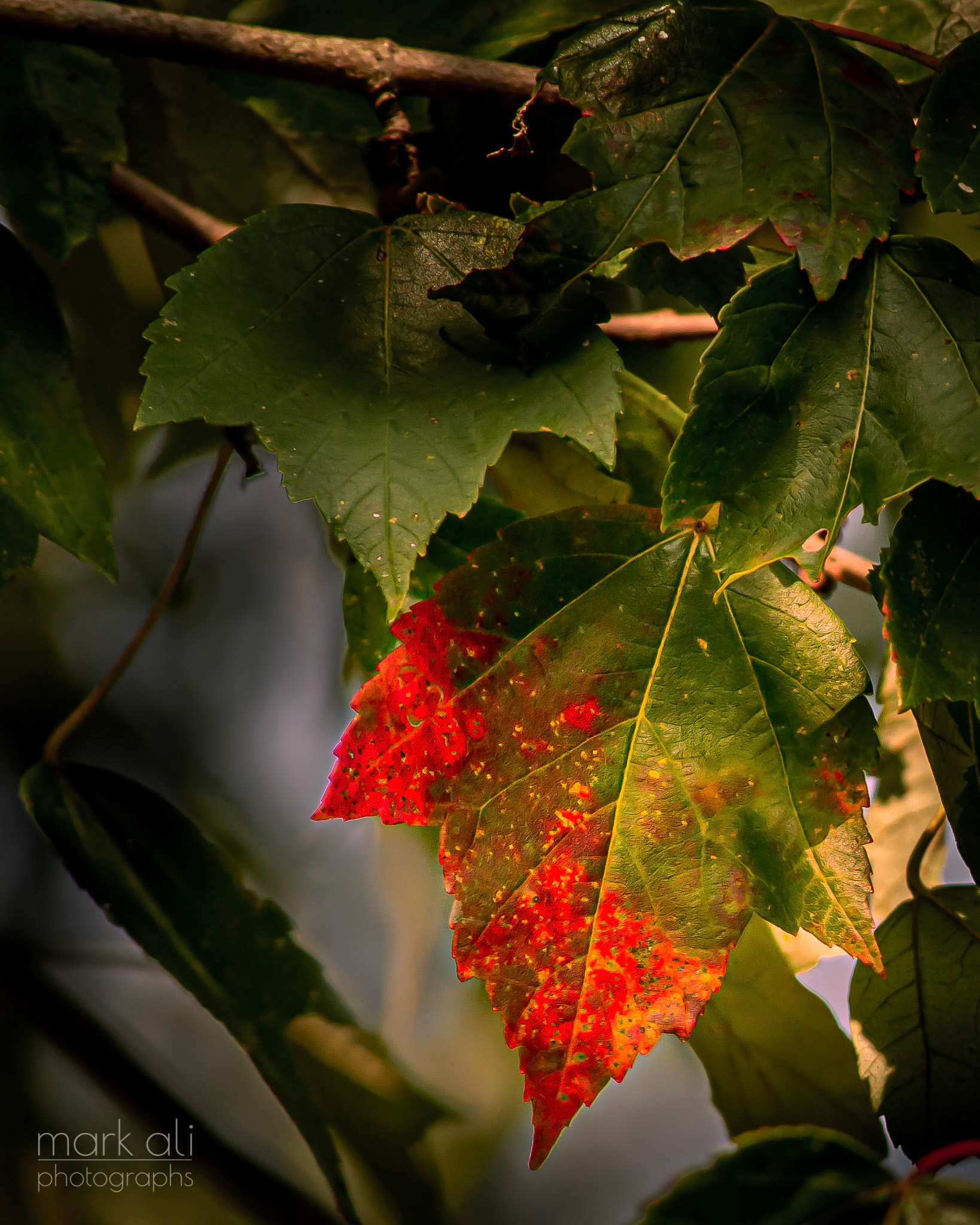 "The First Sign of Fall"