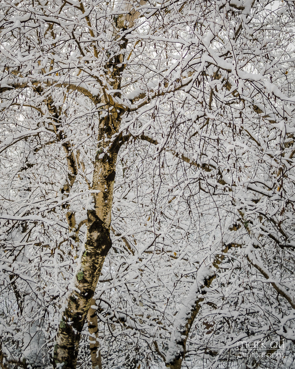 "Birch Tree in Winter"