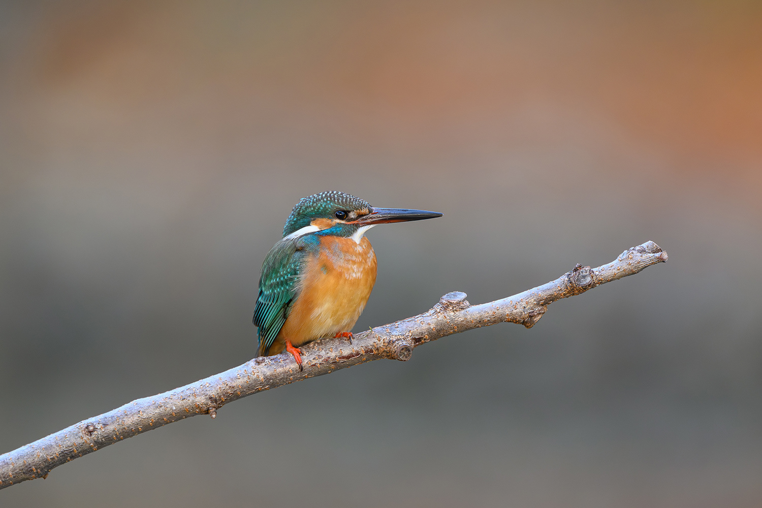 カワセミ Common Kingfisher