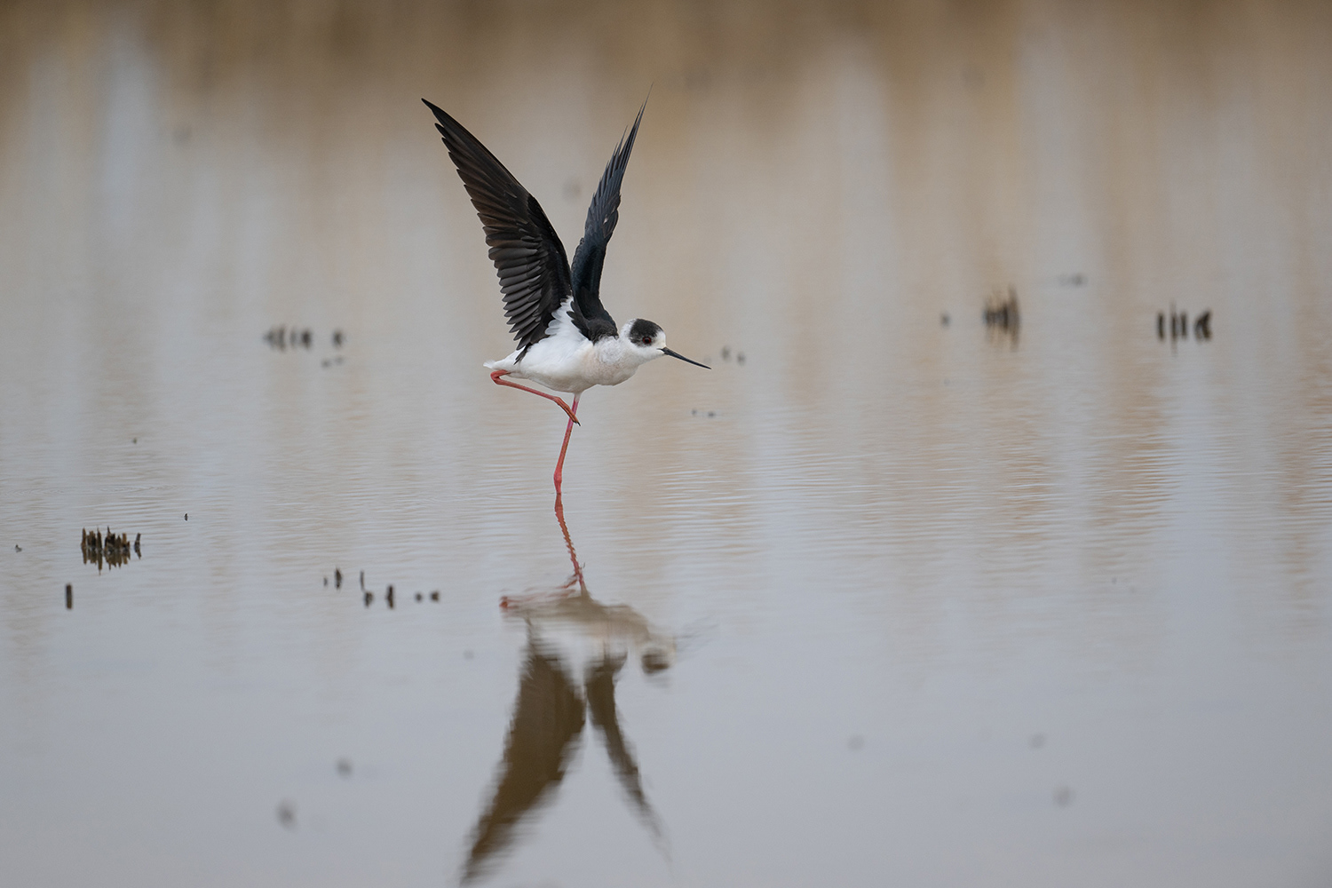 セイタカシギ Black-winged Stilt