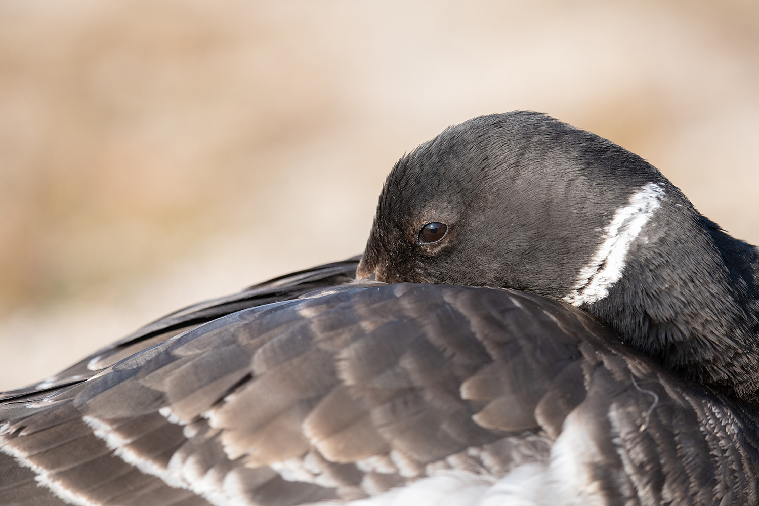 コクガン Brant Goose