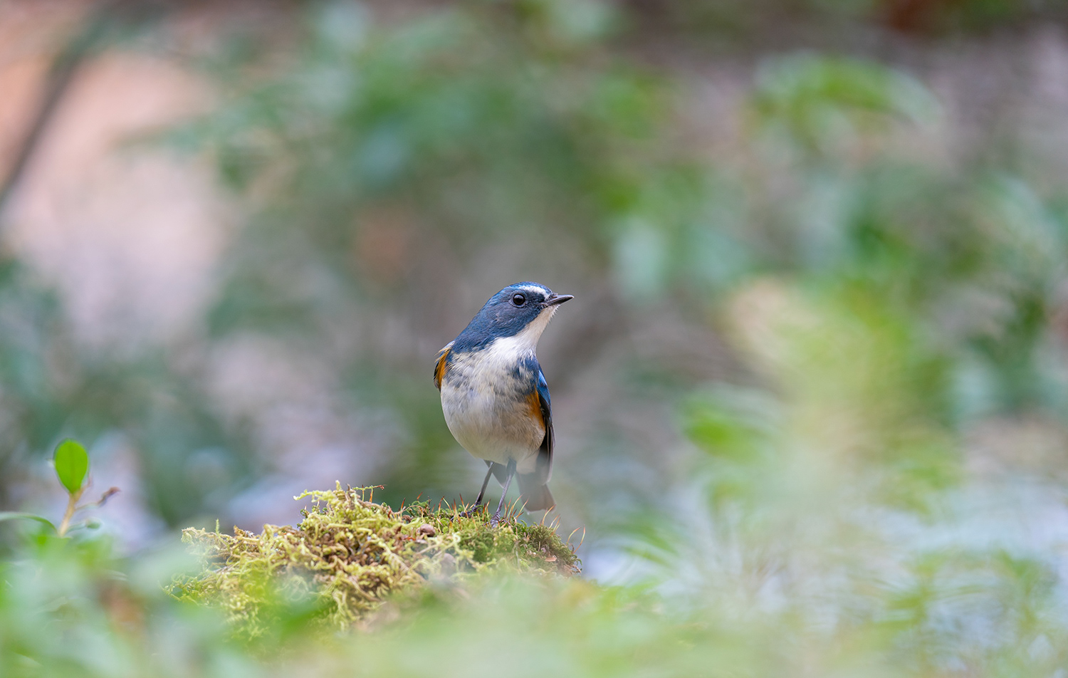 ルリビタキ Red-flanked Bluetail