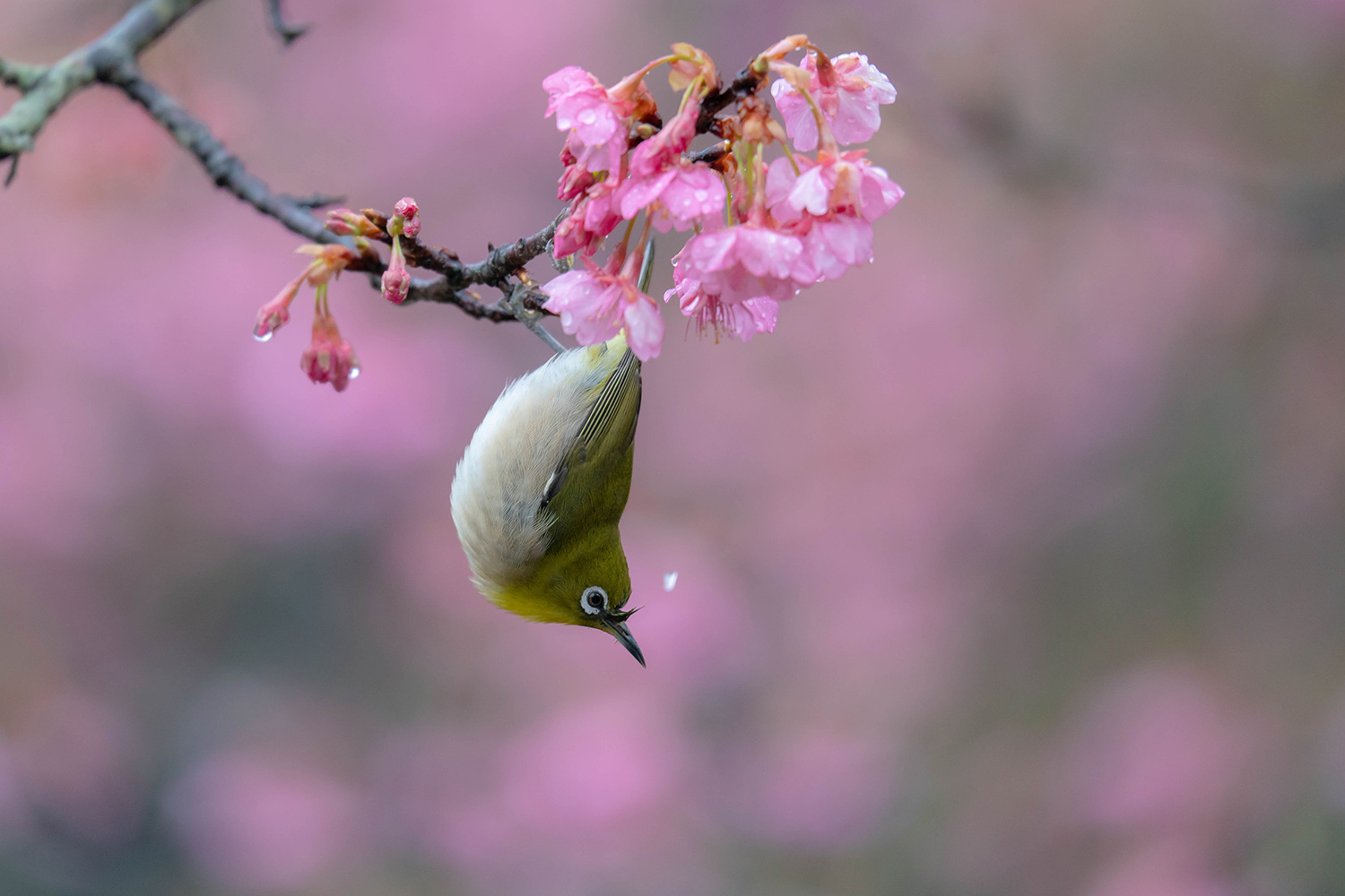 メジロ Japanese White-eye