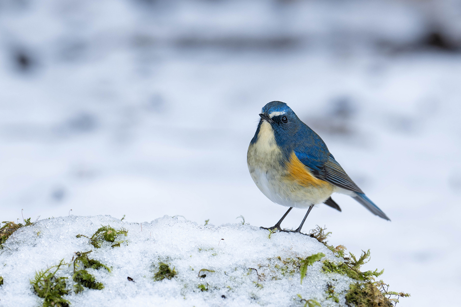 ルリビタキ Red-flanked Bluetail