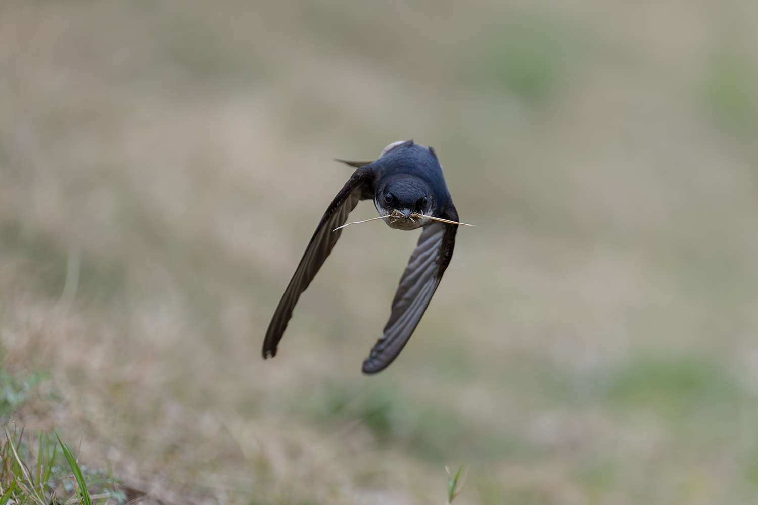 イワツバメ Asian House Martin