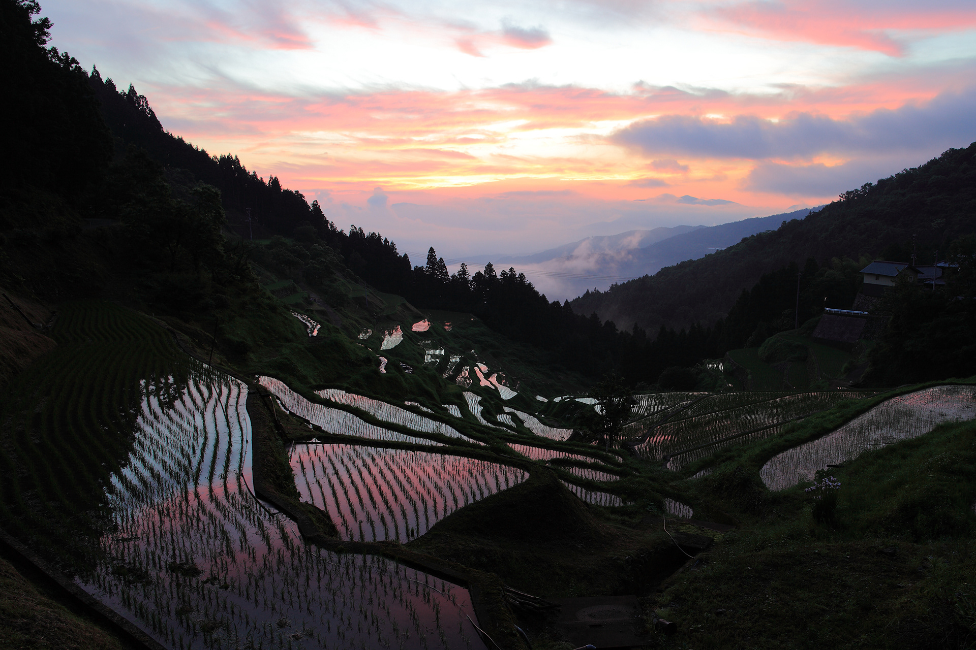 泉谷棚田 rice terraces