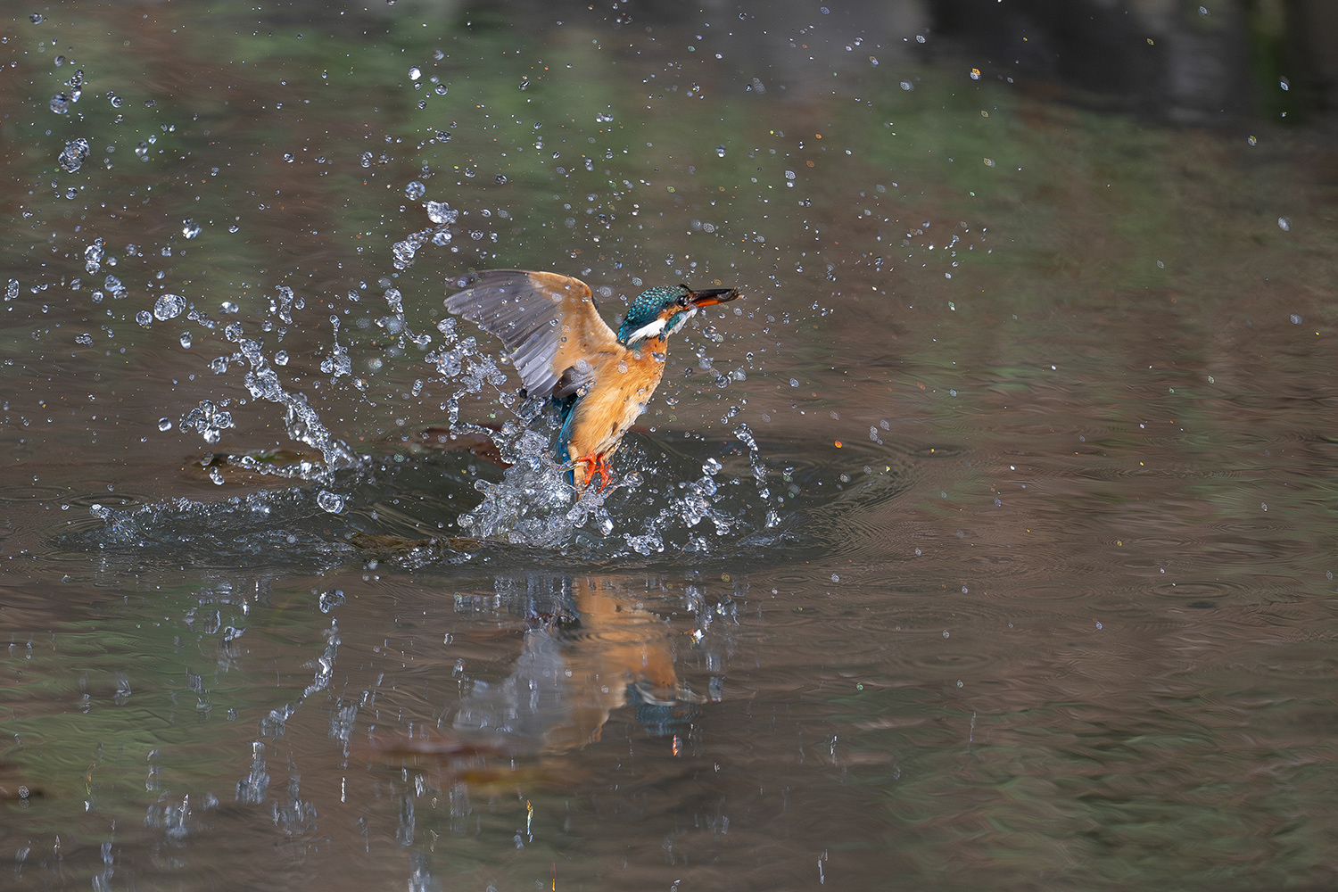 カワセミ Common Kingfisher