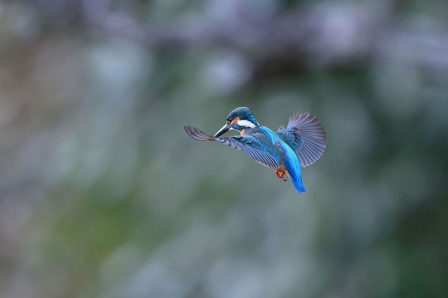 カワセミ Common Kingfisher