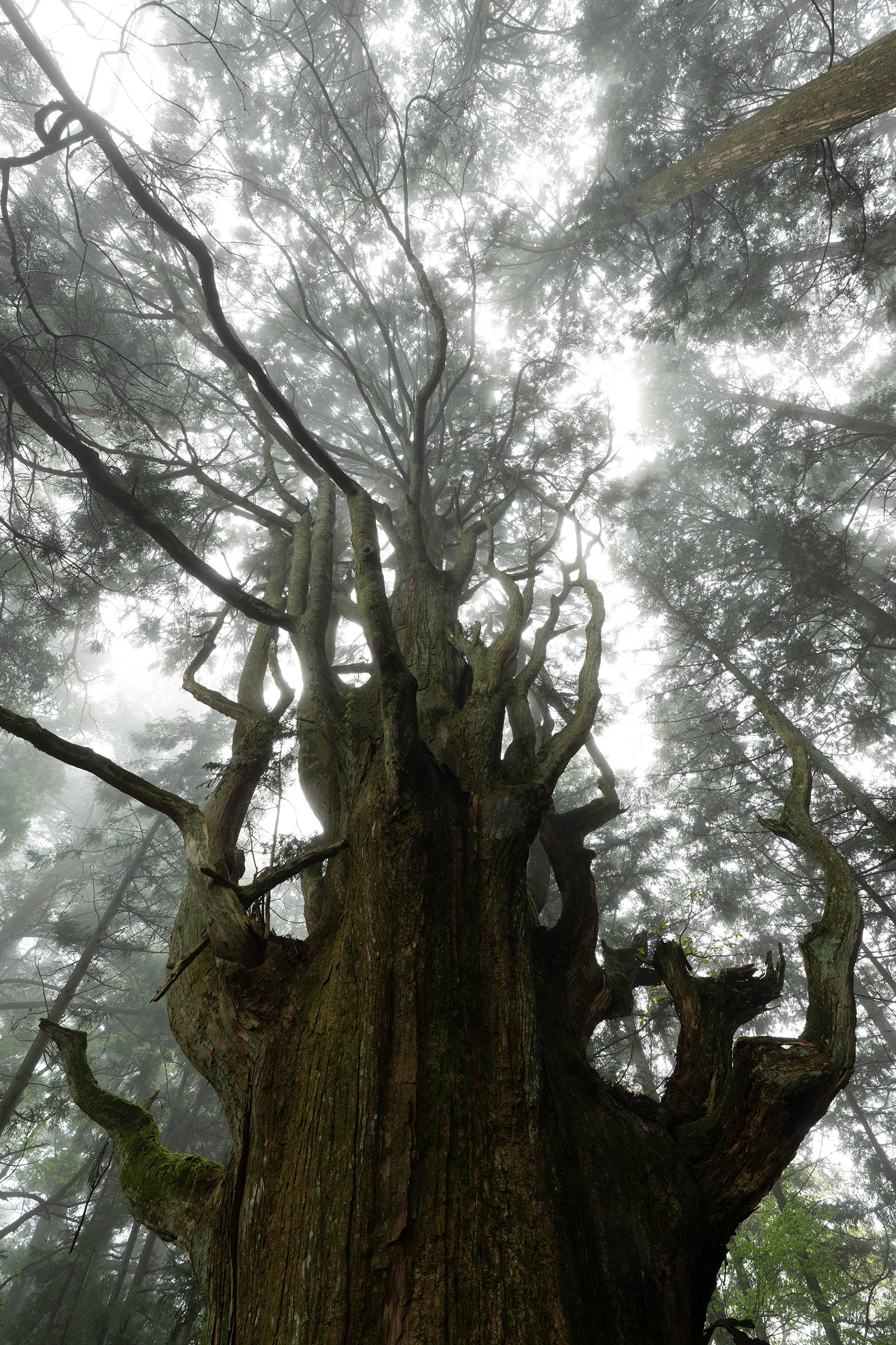 千手杉 Senju cedar