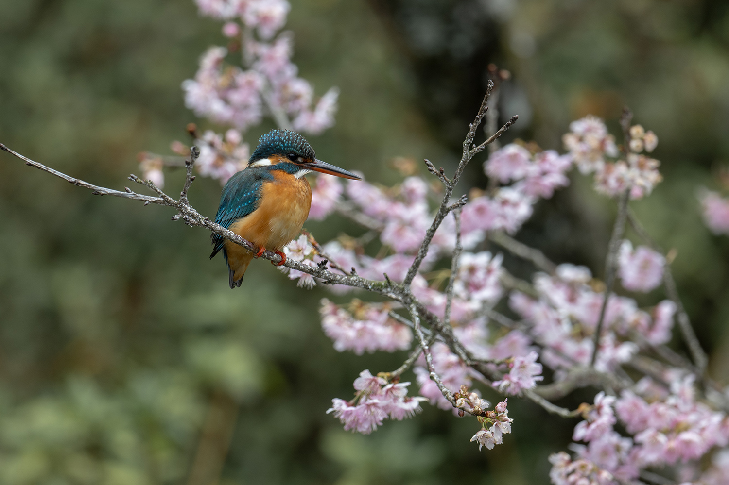カワセミ Common Kingfisher