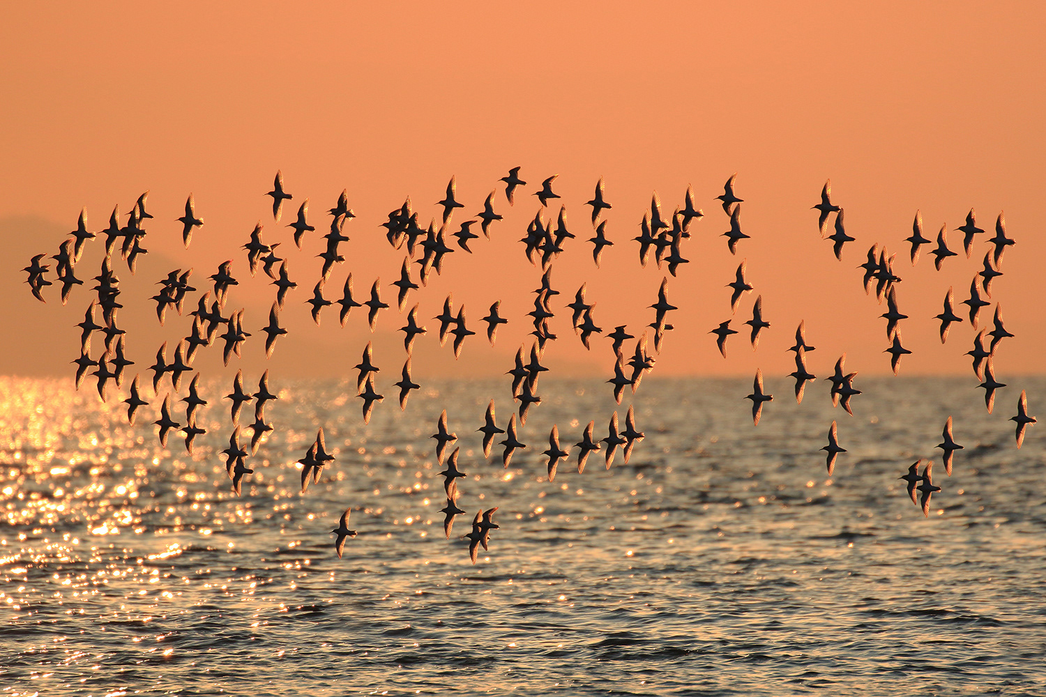 ハマシギ Dunlin