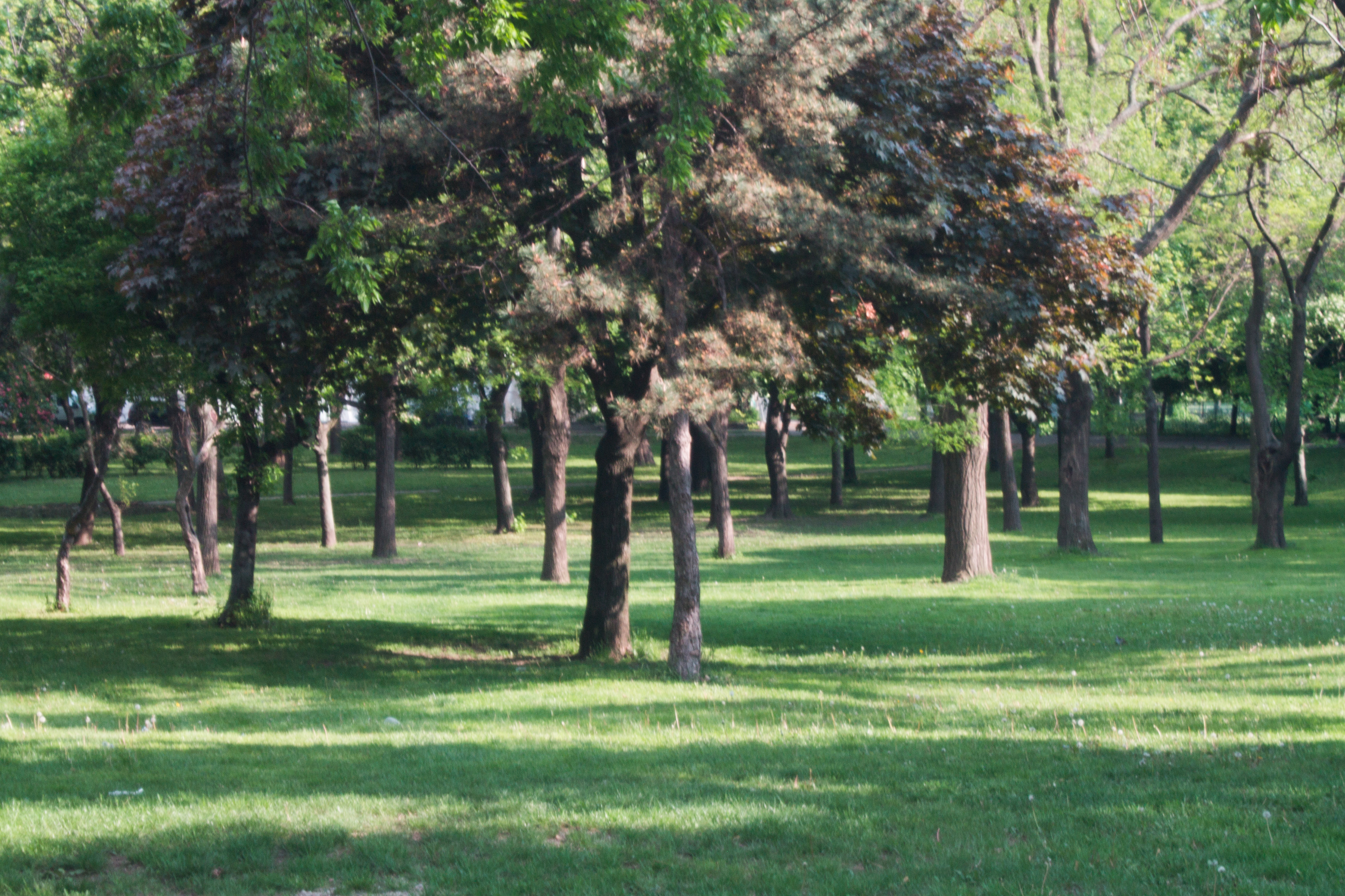 Collage Park 2