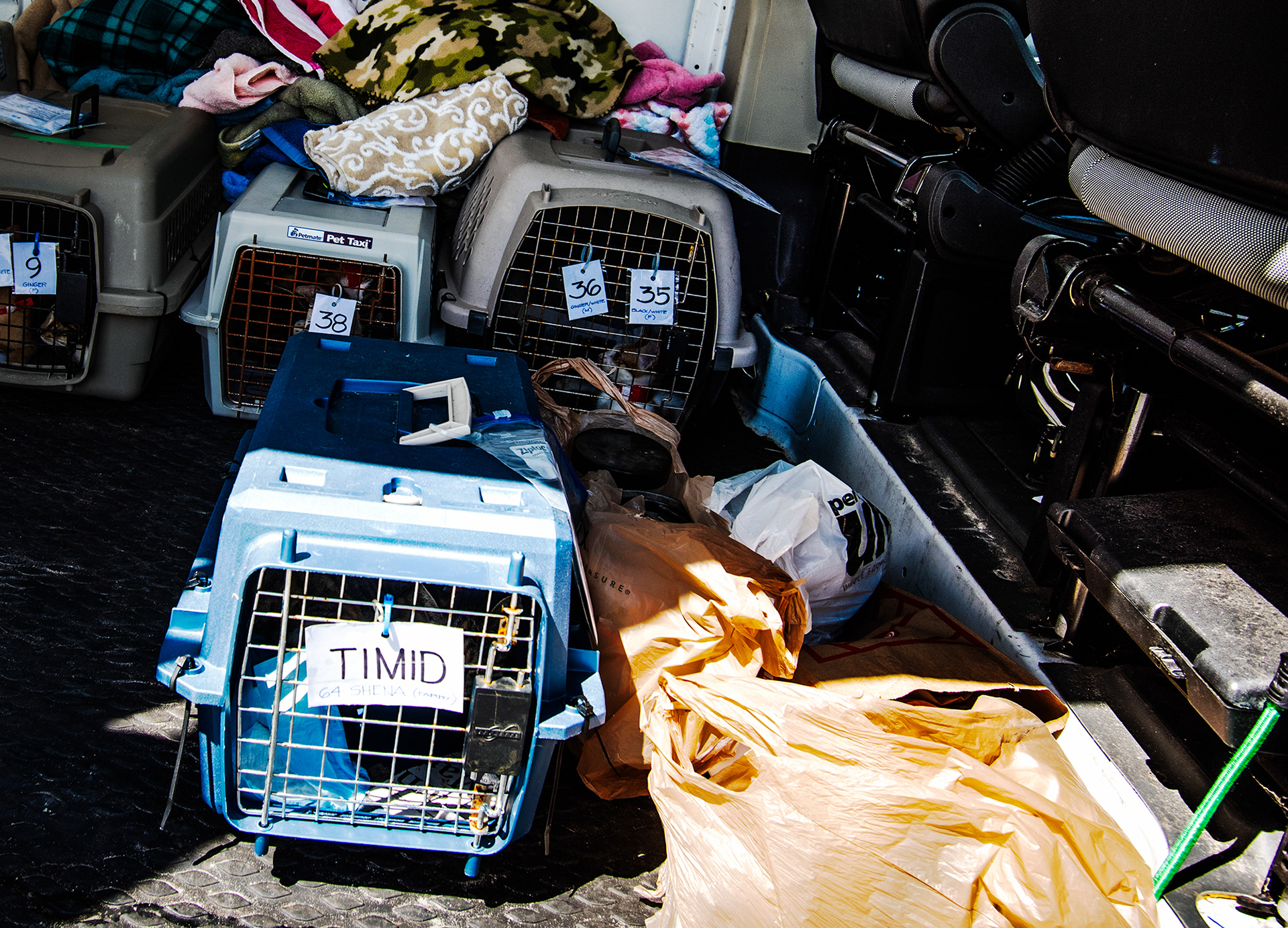 Rescued Cat, Hurricane Dorian