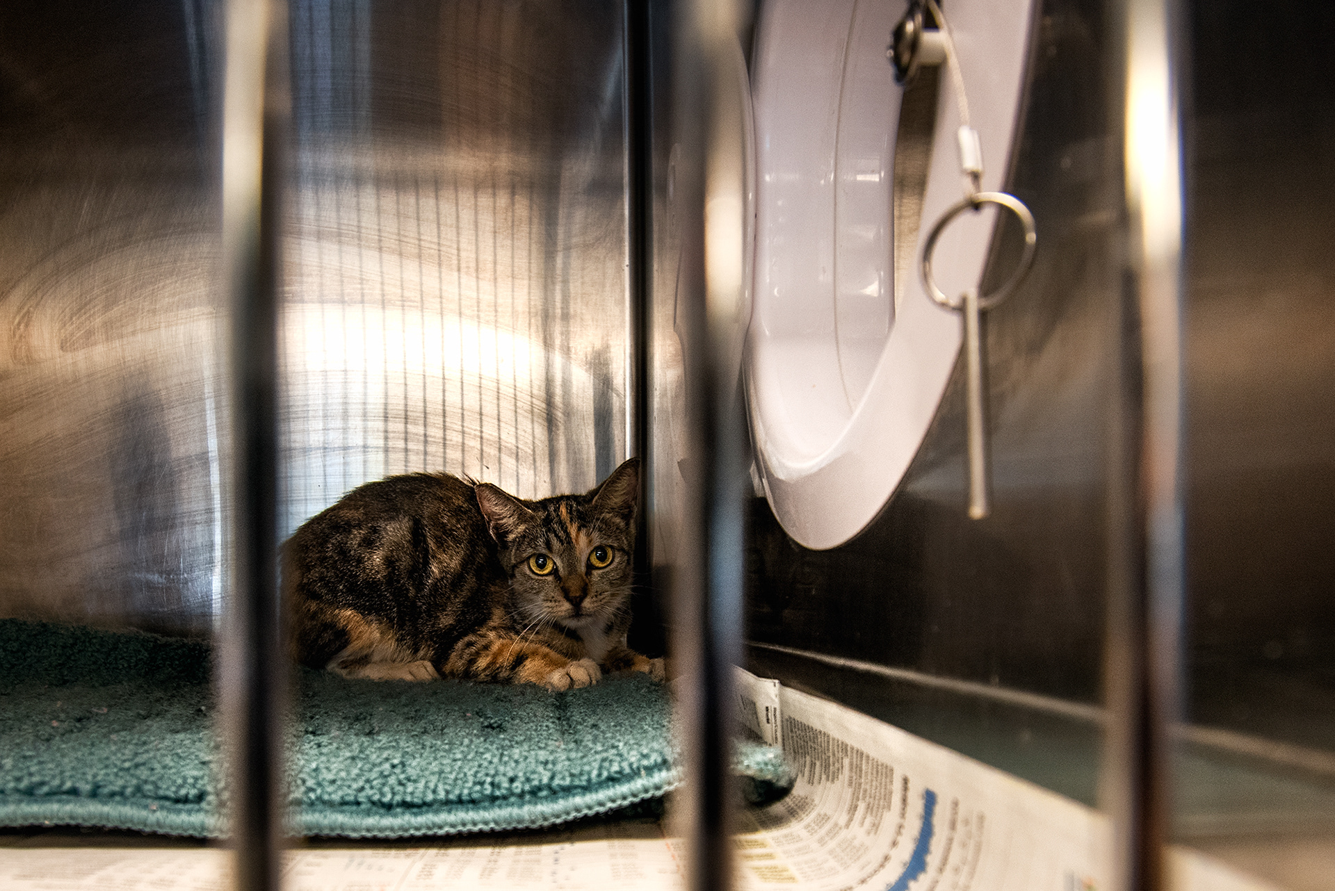 Rescued Cat, hurricane Dorian