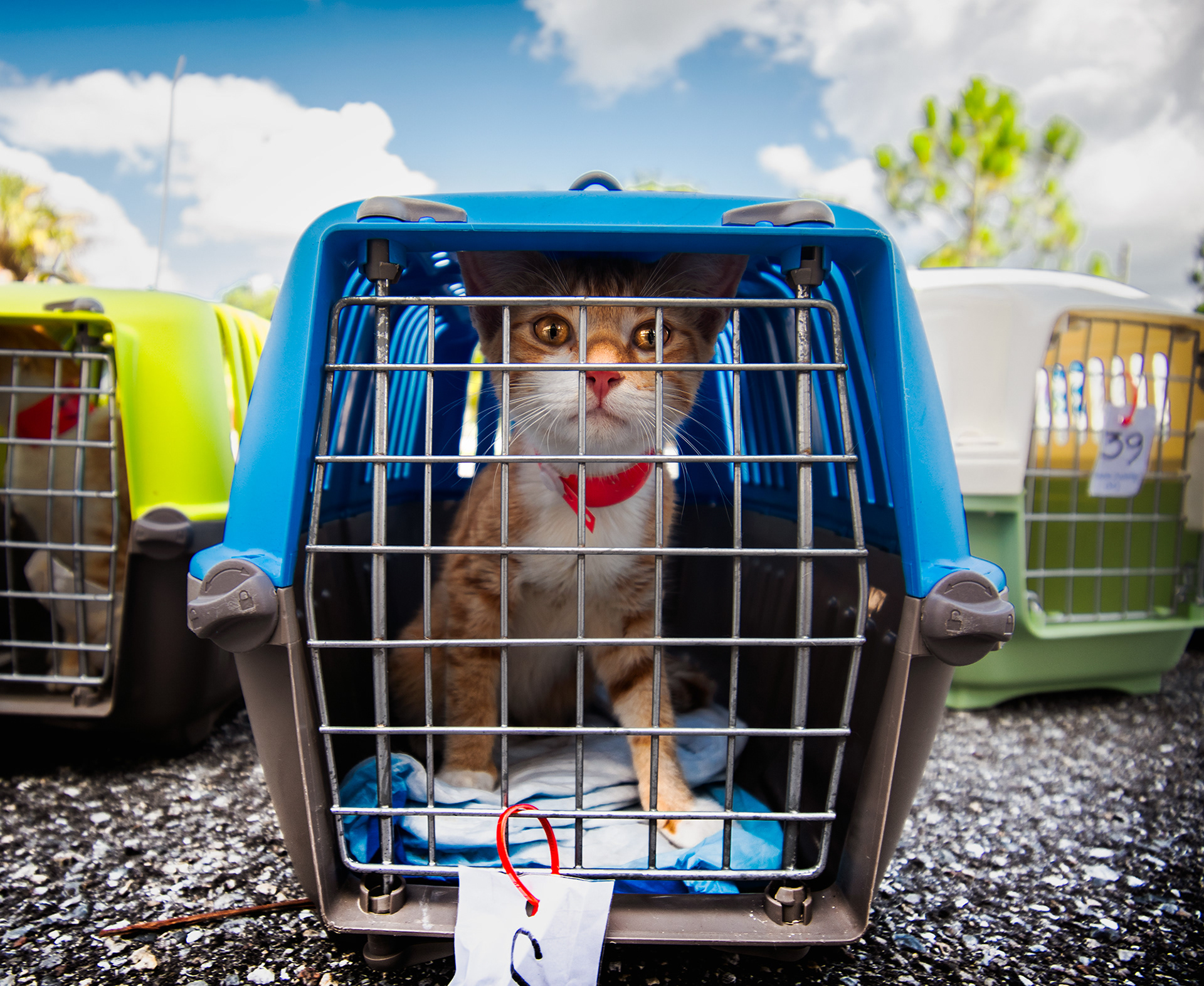 Rescued Cat, Hurricane Dorian