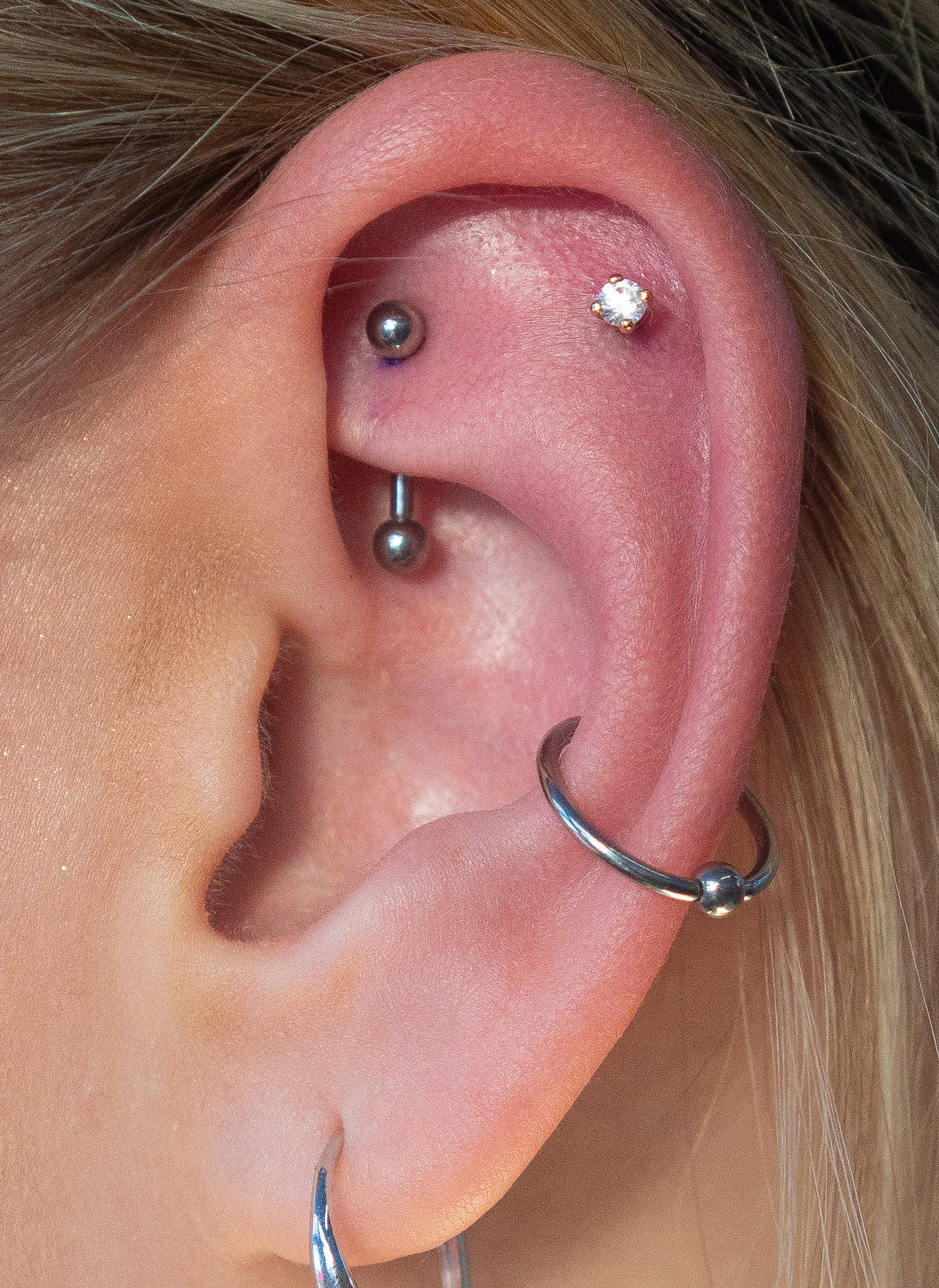 rook, conch and helix w/ gold