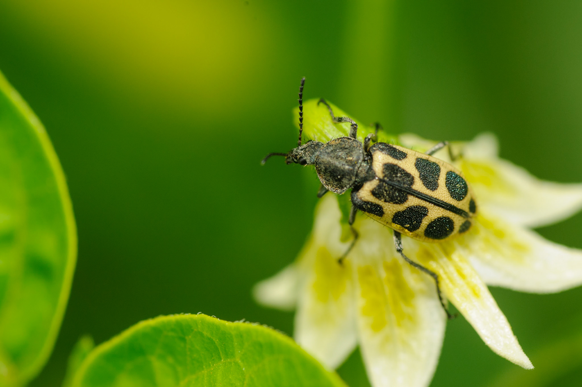 Astylus maculatus