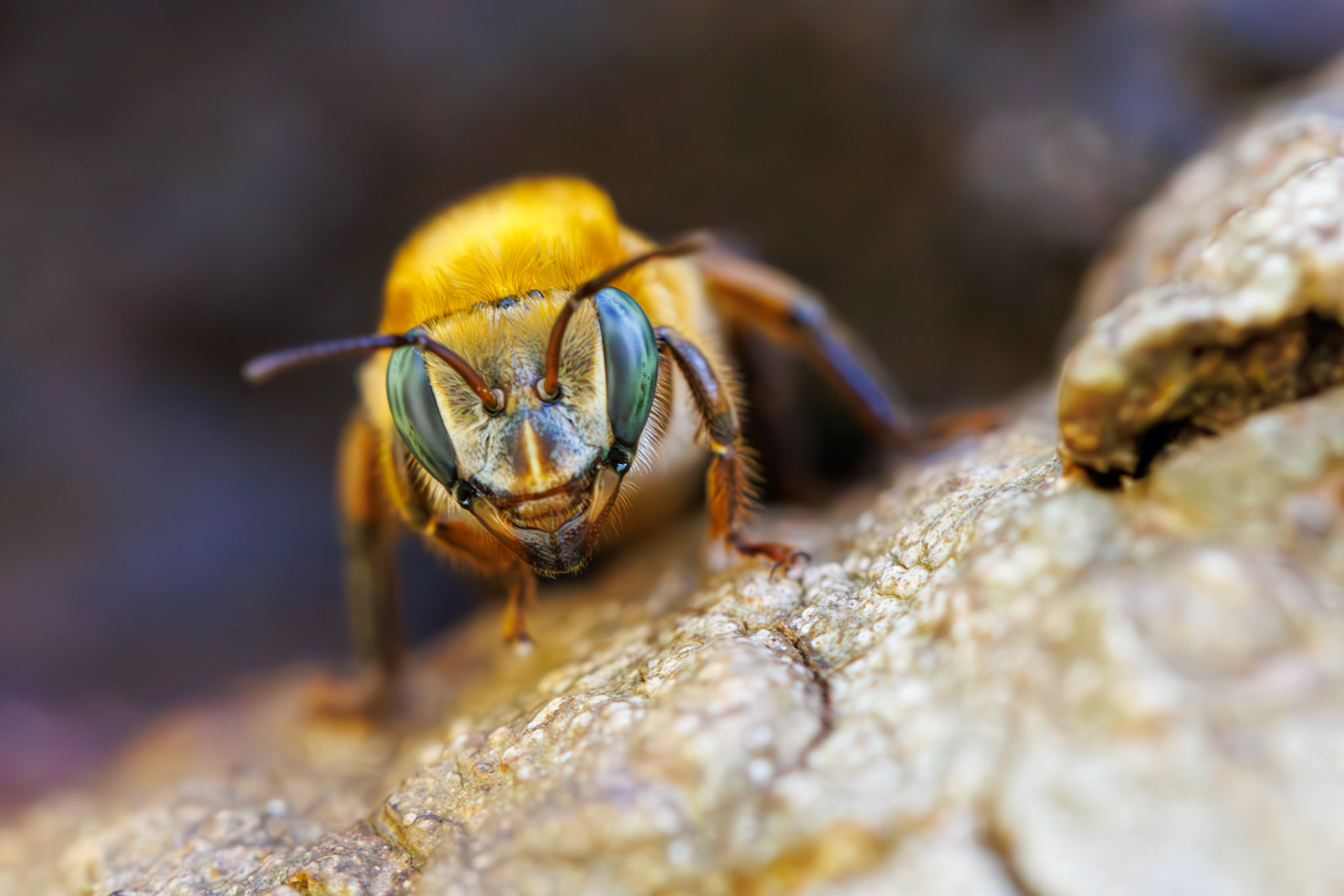 Melipona rufiventris