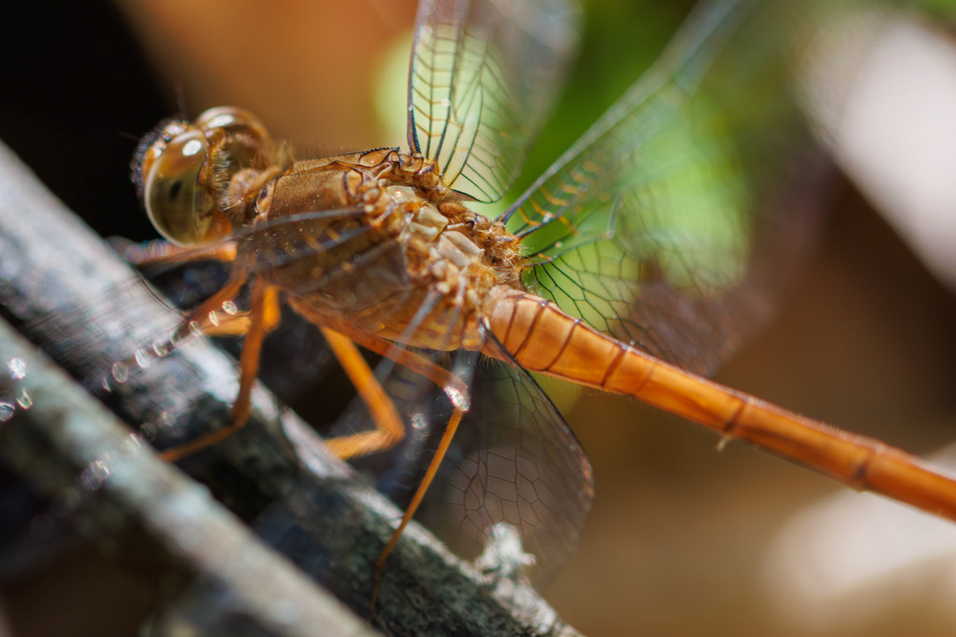 Diplacodes haematodes