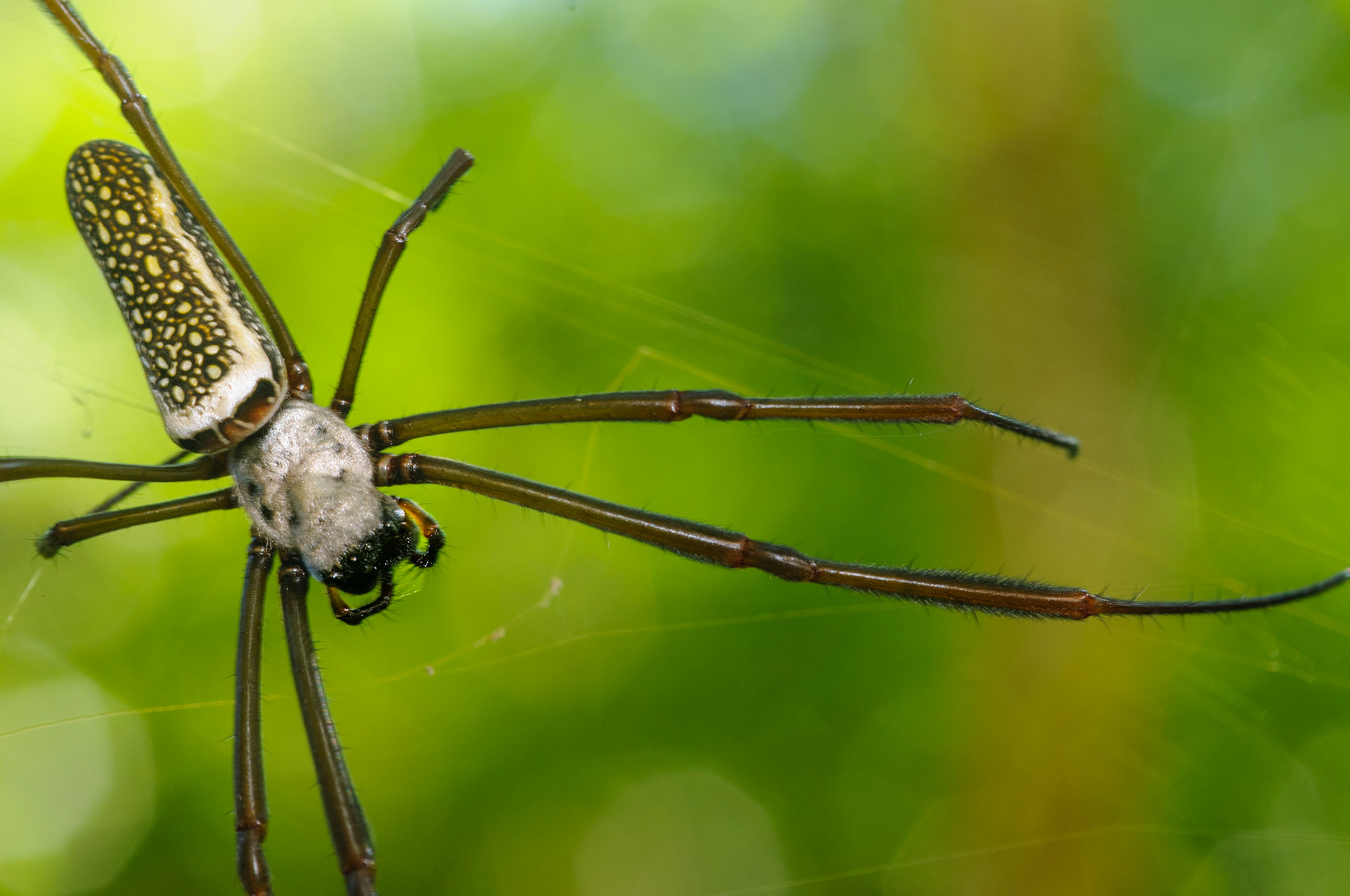 Trichonephila clavipes