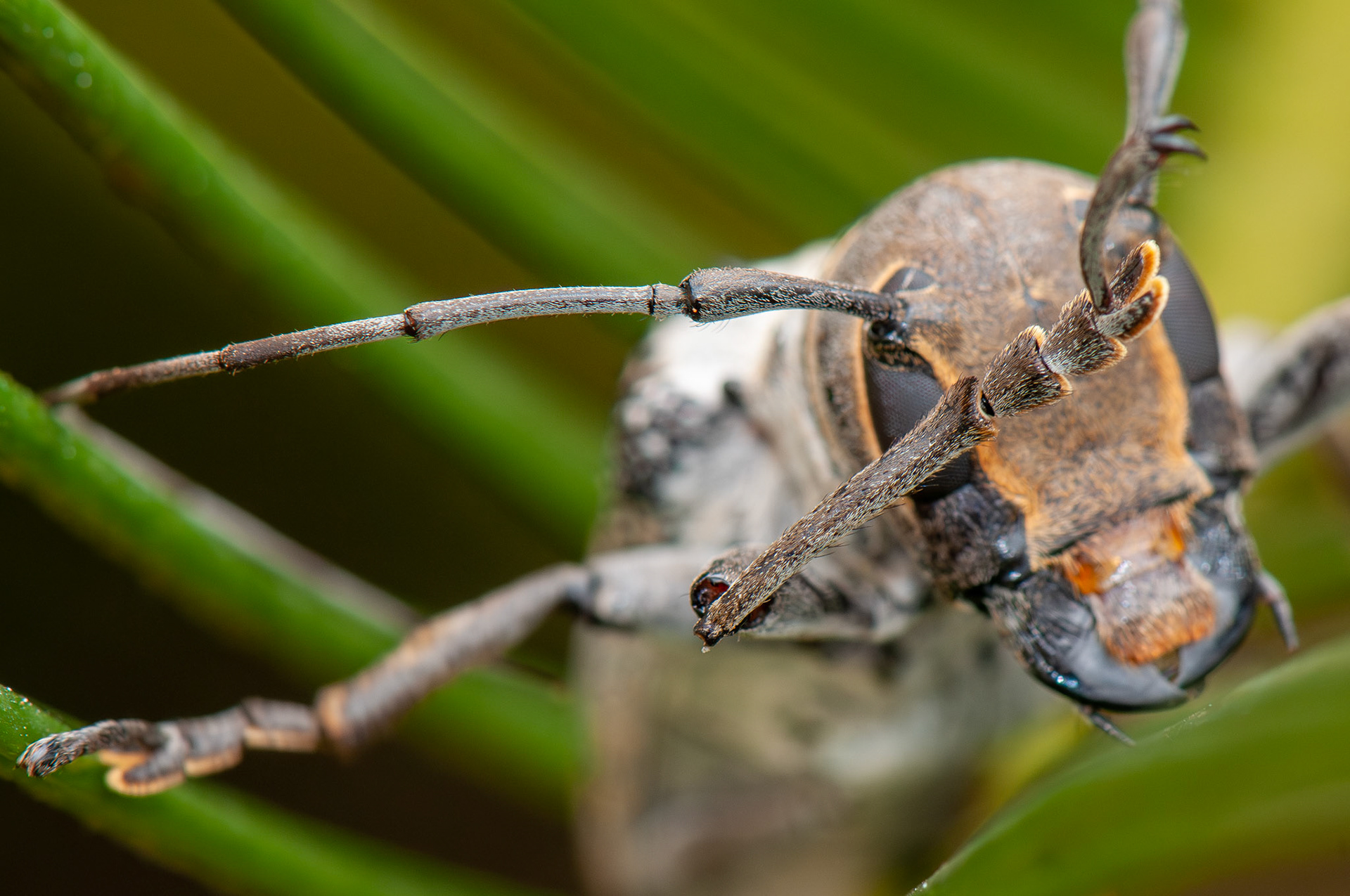 Oncideres pustulata LeConte