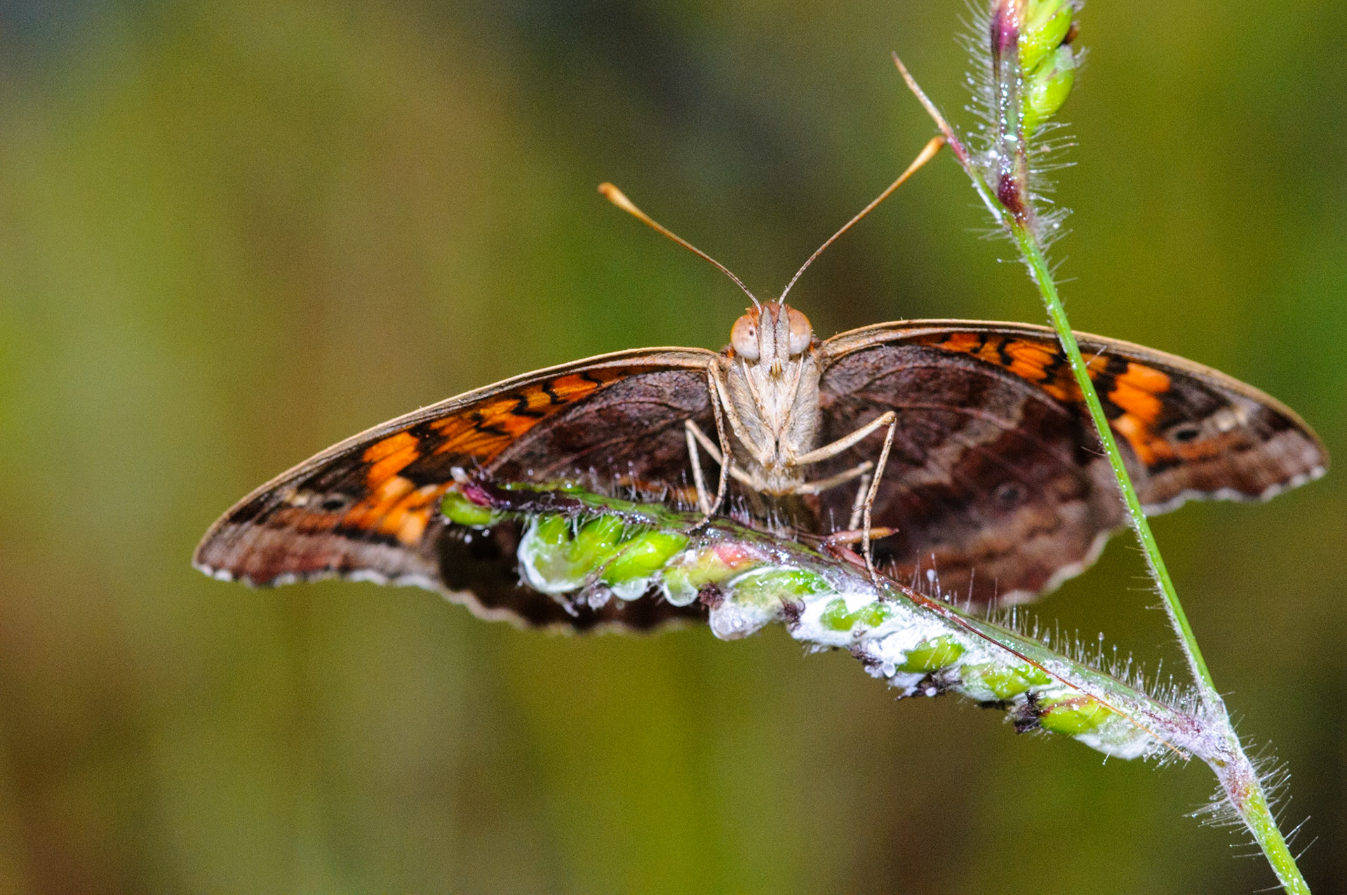 Junonia evarete