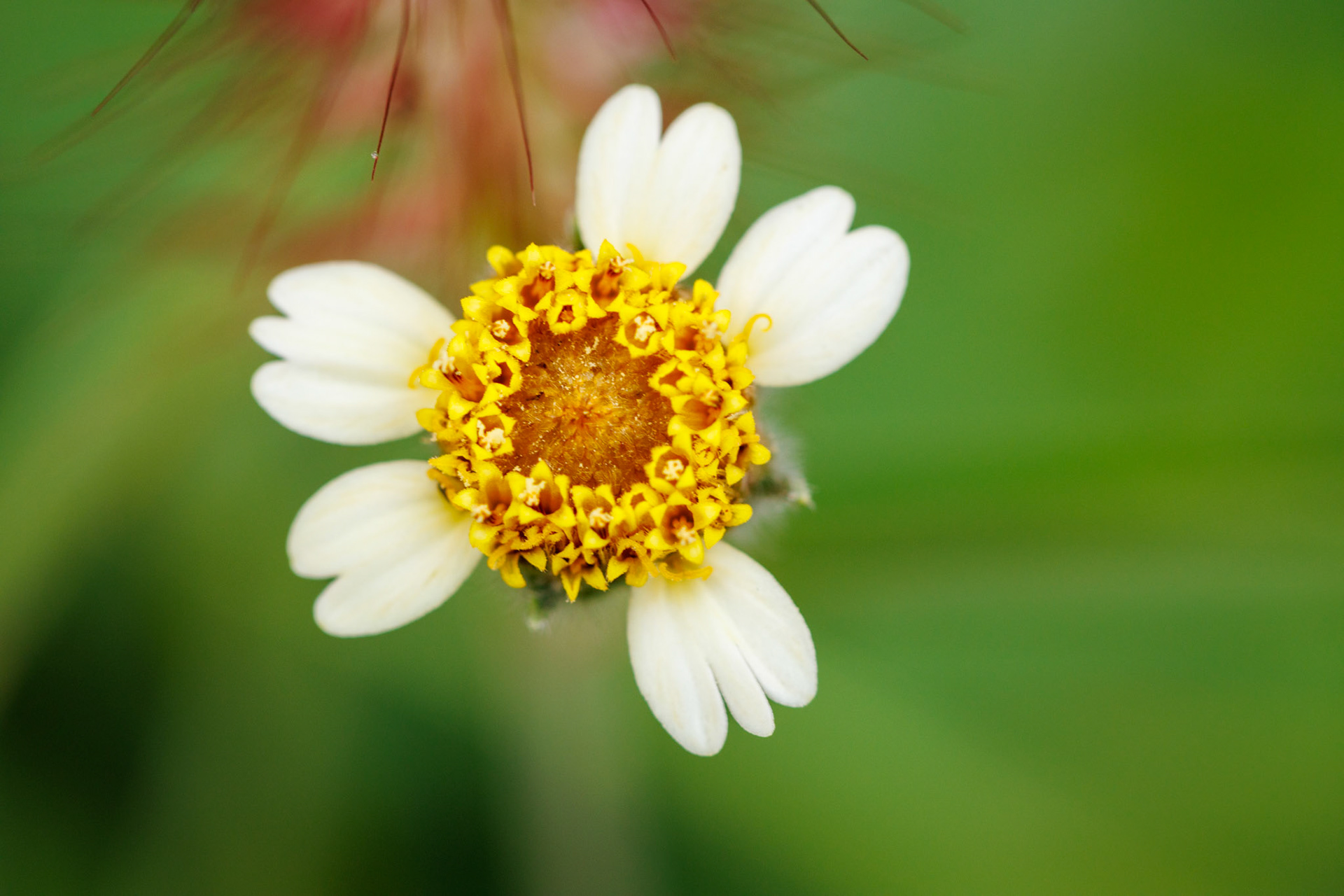 Tridax procumbens