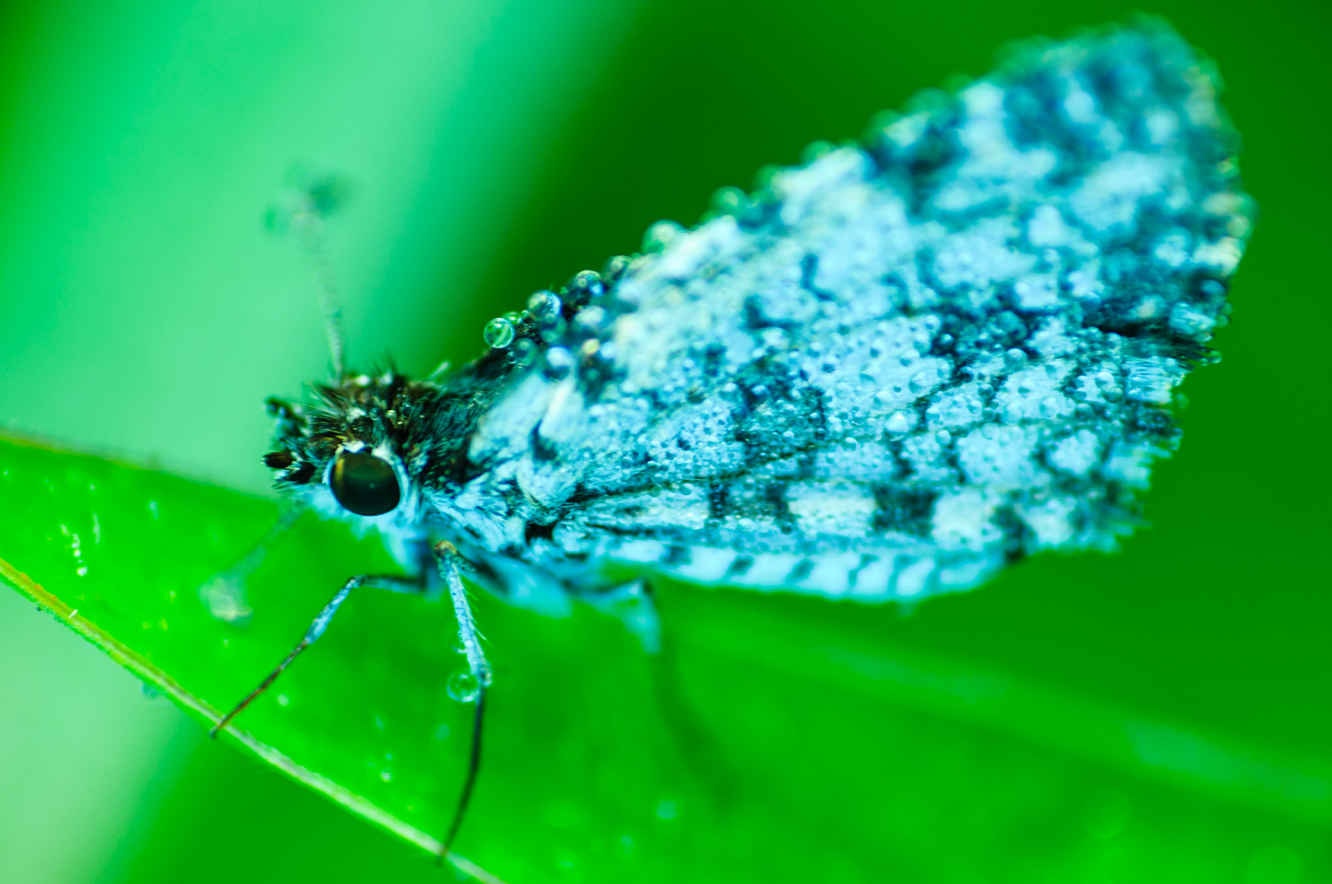 Alucita Hexadactyla