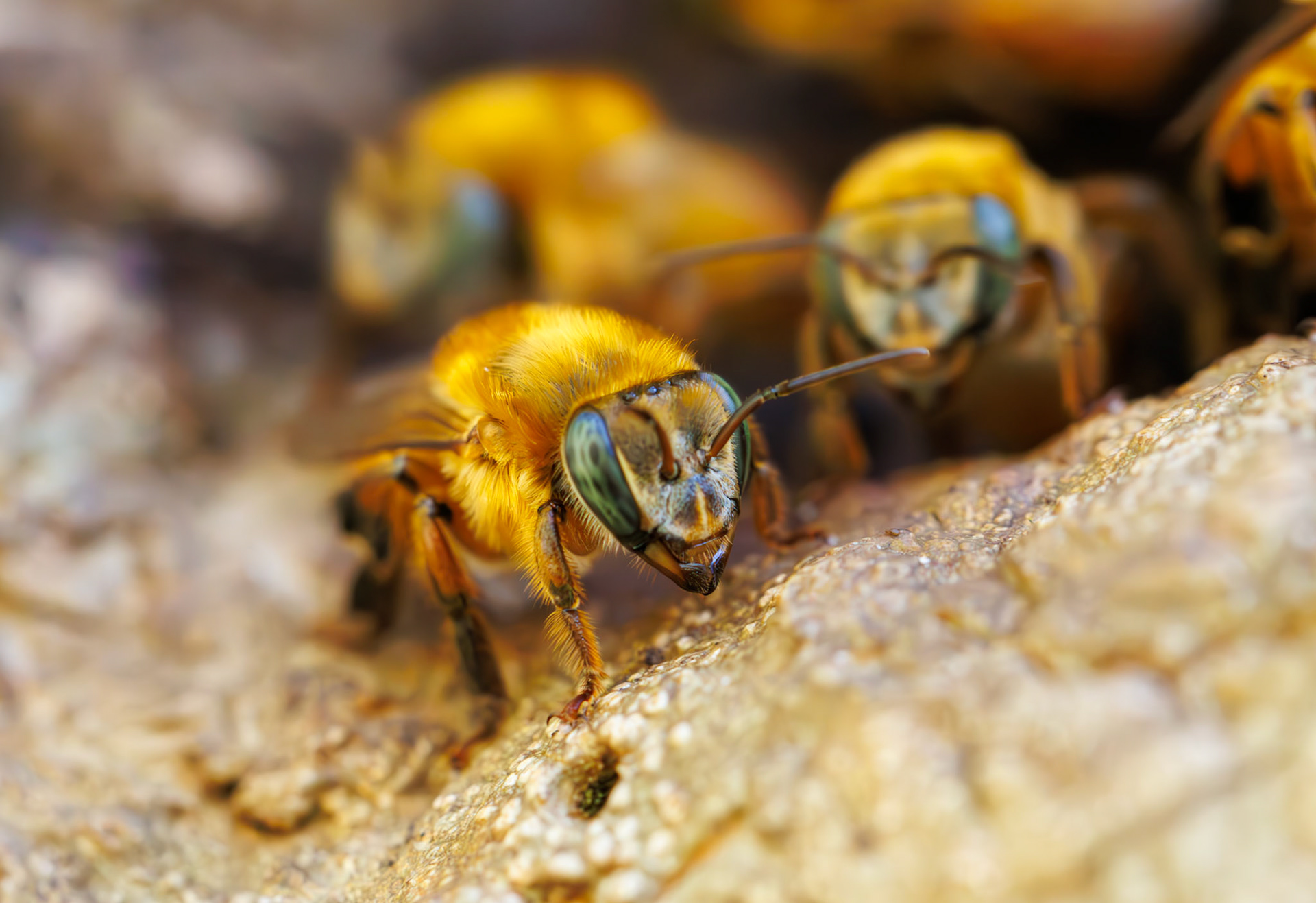 Melipona rufiventris