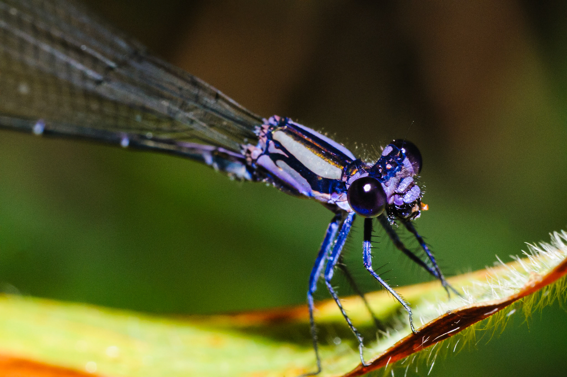 Diplacodes haematodes