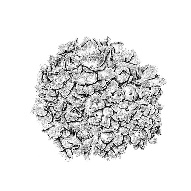 One of my floral series. Hydrangeas deserve the hype.