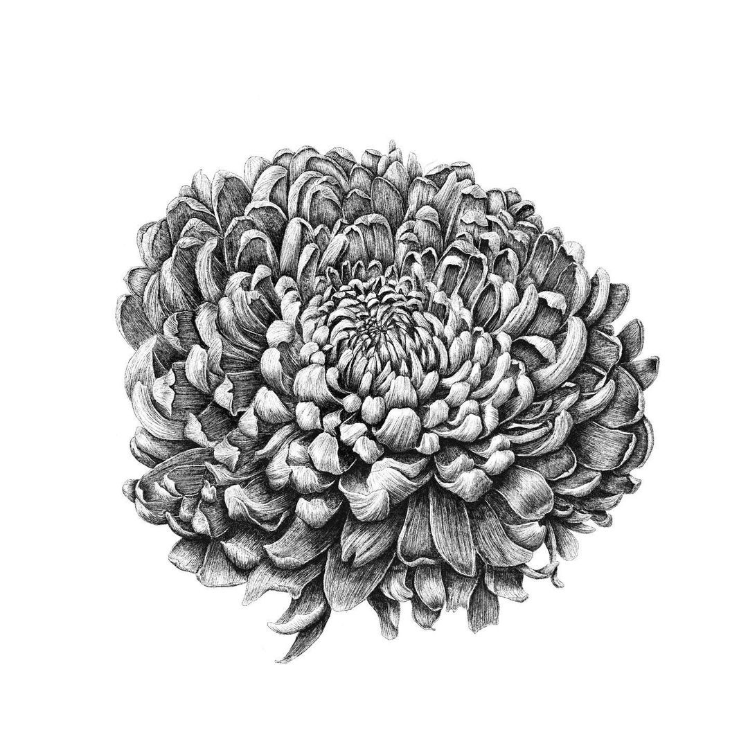 Another in the floral series. I learned to respect those supermarket bouquets of mums .