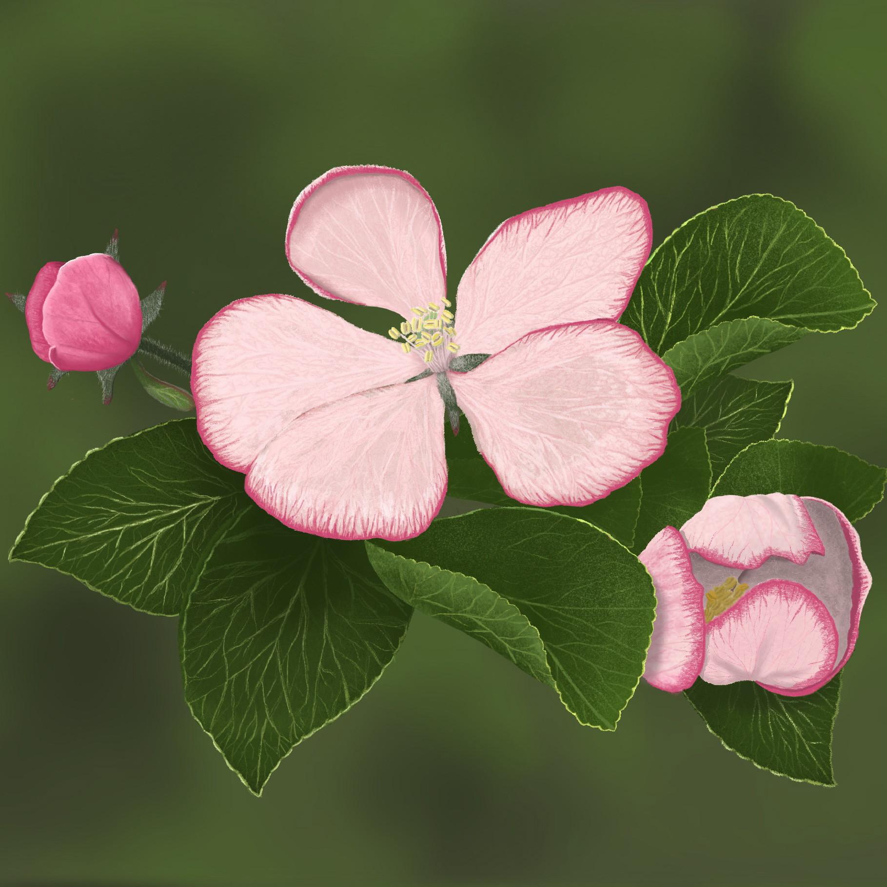 Apple blossoms are some of my favorite flowers. I was inspired one year to capture the delicacy of a cluster outside our house.